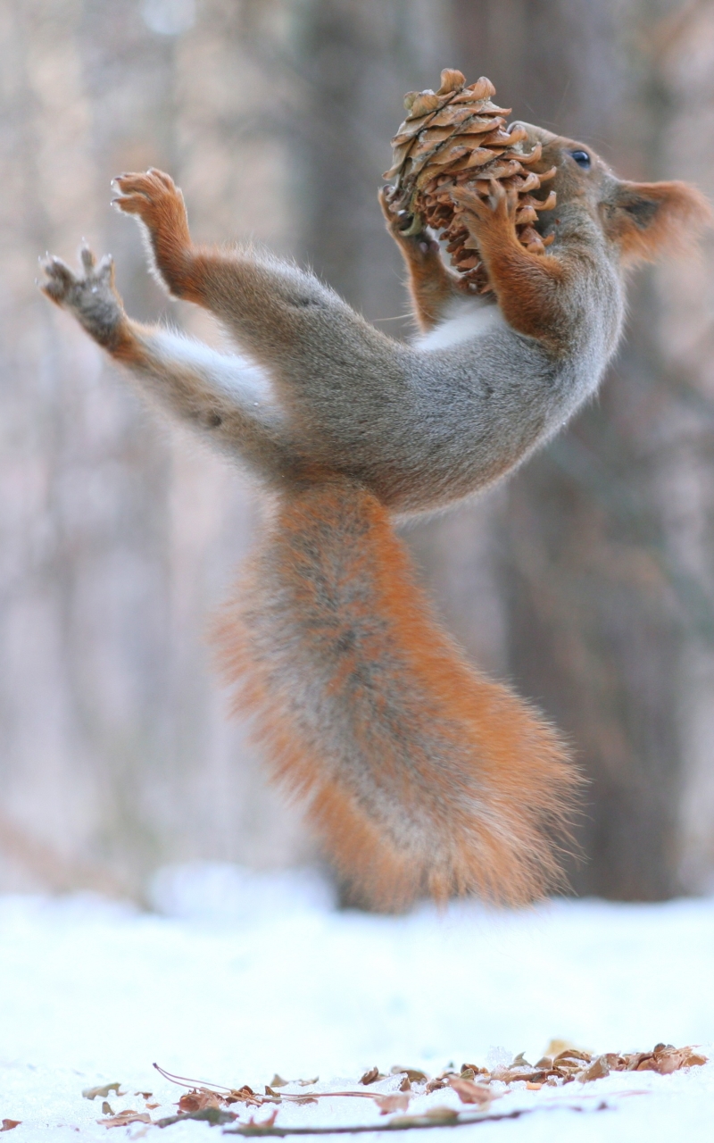 Download mobile wallpaper Funny, Squirrel, Animal, Rodent, Acorn, Playing for free.