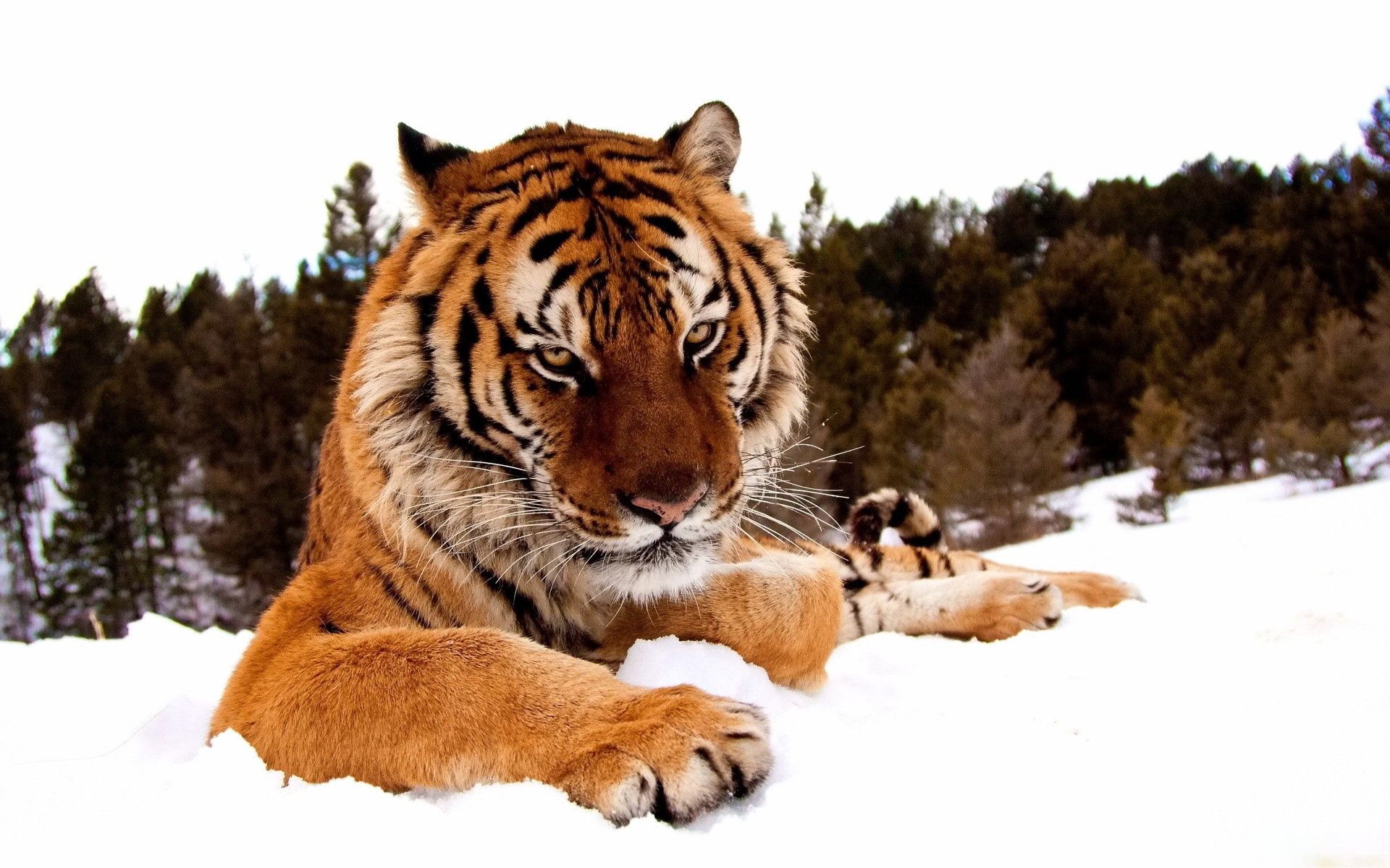 Скачать обои бесплатно Животные, Полосатый, Снег, Тигр, Большая Кошка картинка на рабочий стол ПК