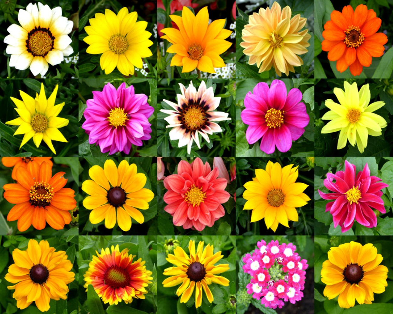 261643 Bildschirmschoner und Hintergrundbilder Blumen auf Ihrem Telefon. Laden Sie  Bilder kostenlos herunter