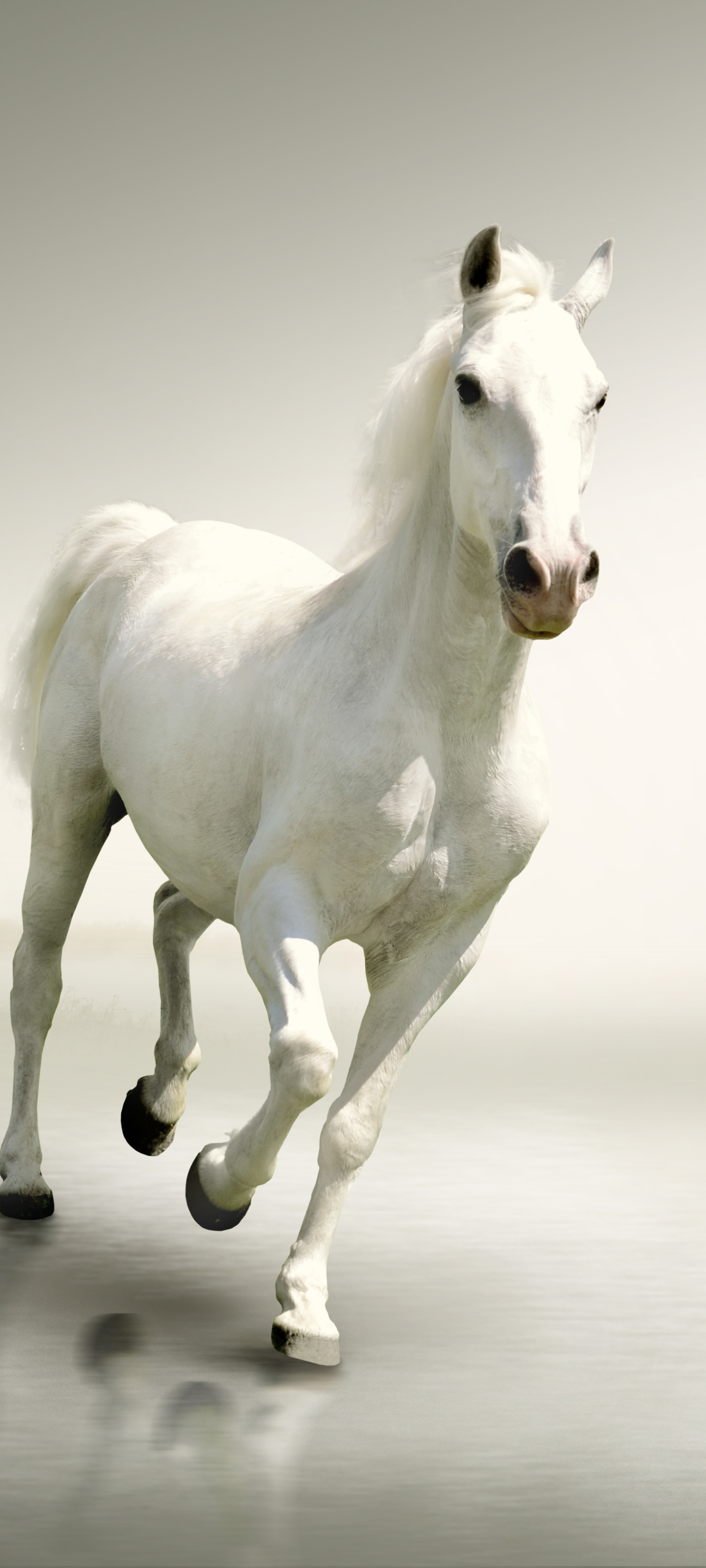 Download mobile wallpaper Animal, Horse for free.