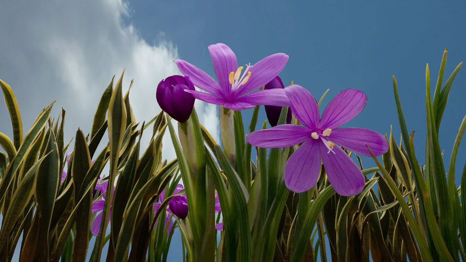 Téléchargez gratuitement l'image Fleurs, Fleur, Fleur Mauve, Terre/nature sur le bureau de votre PC