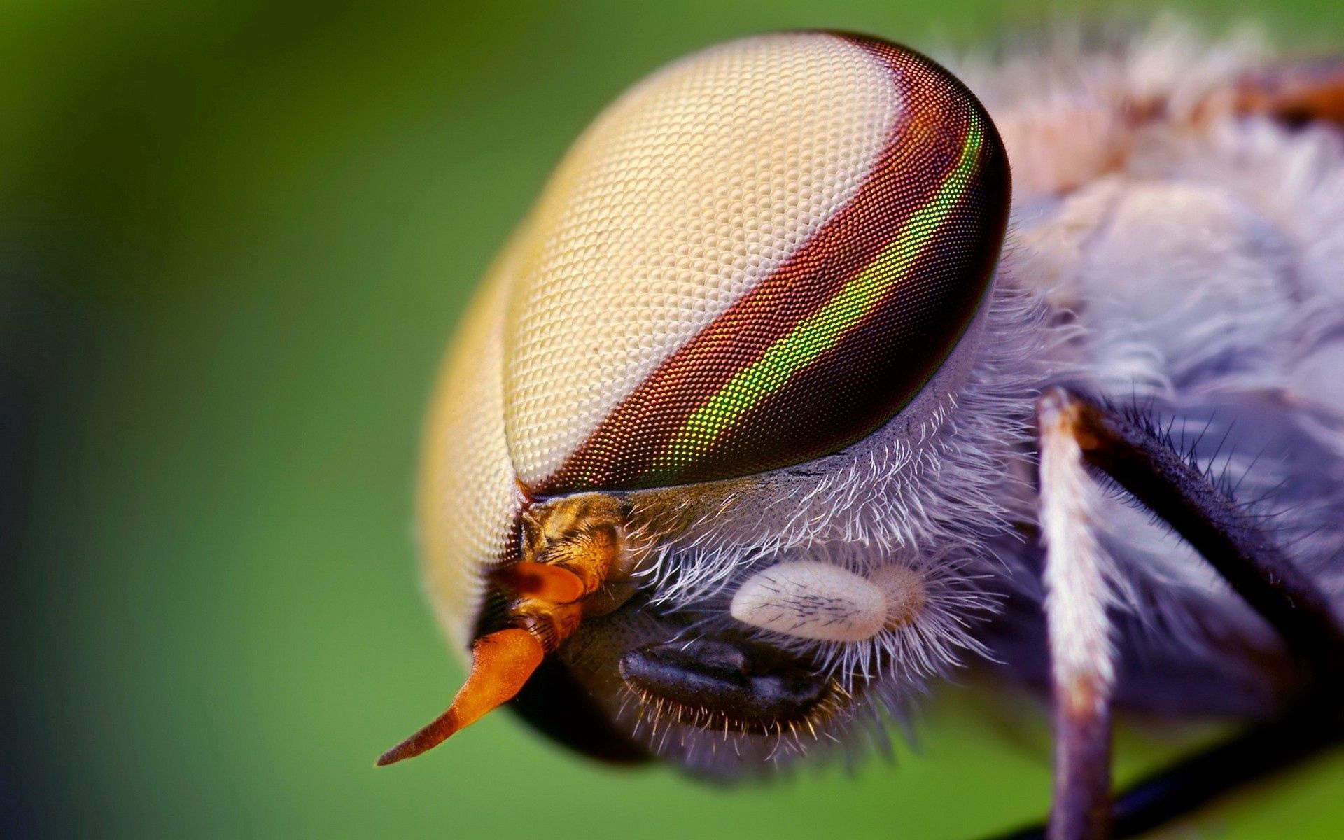 Free download wallpaper Macro, Insect, Head, Close Up, Eyes on your PC desktop