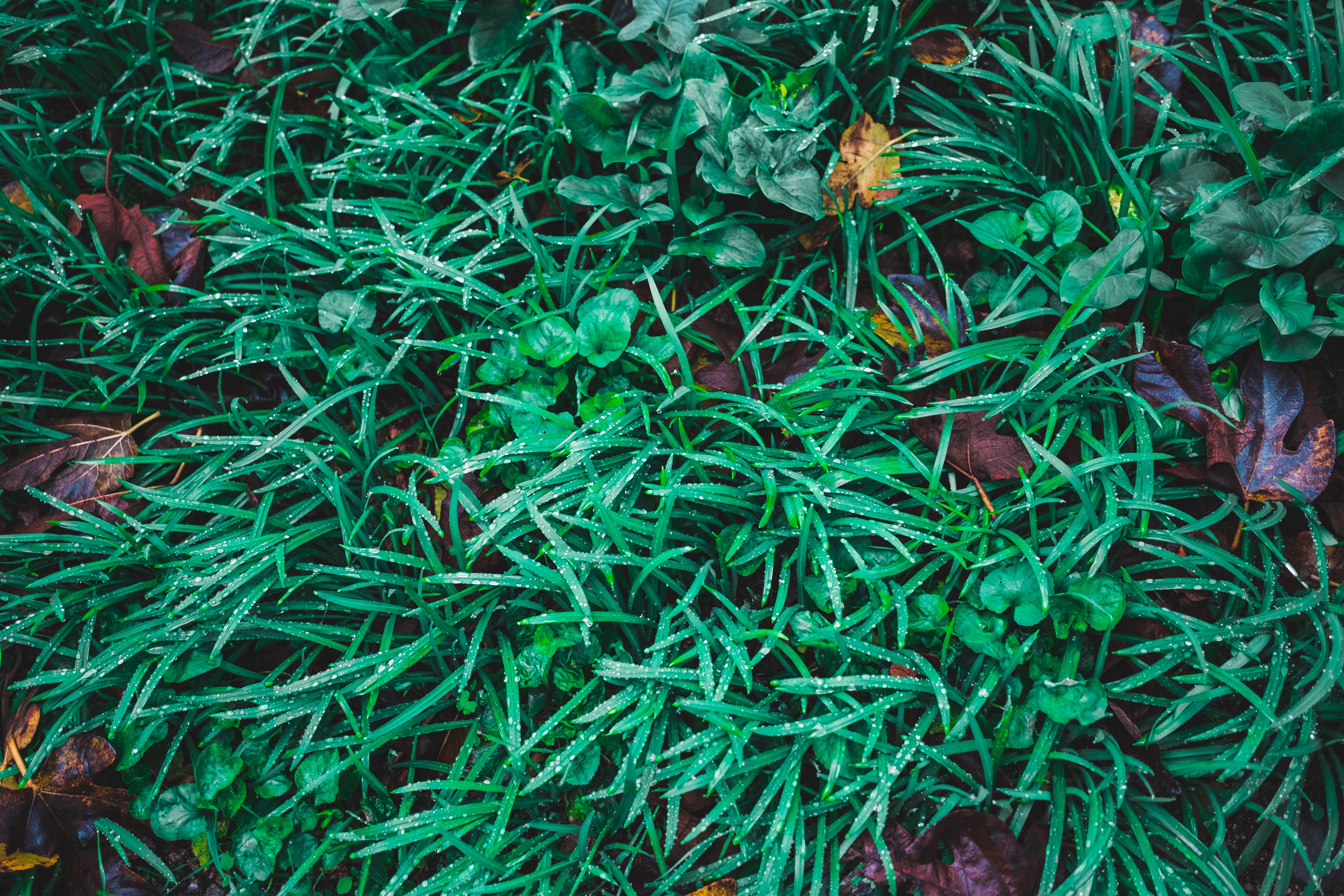 Laden Sie das Grass, Drops, Natur, Blätter-Bild kostenlos auf Ihren PC-Desktop herunter