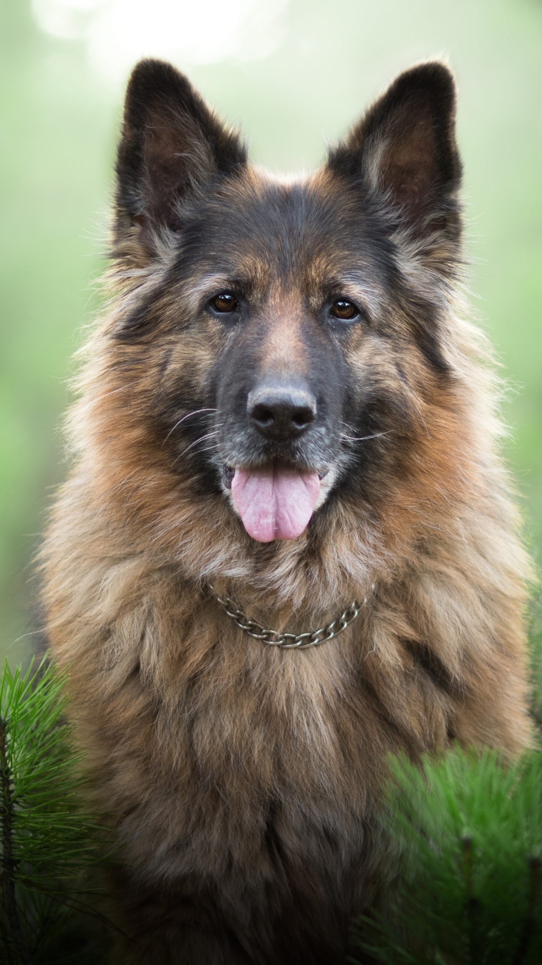 Download mobile wallpaper Dogs, Dog, Animal, German Shepherd, Stare, Depth Of Field for free.