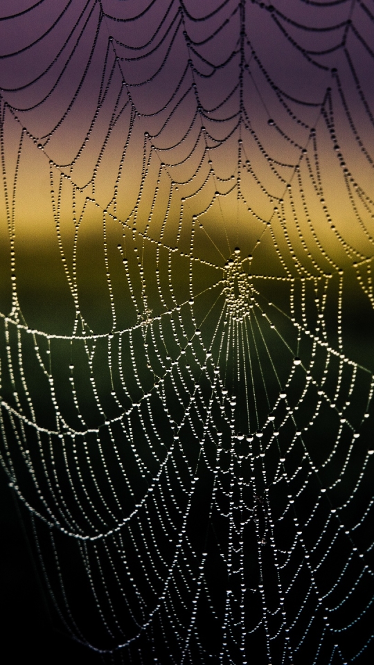 Download mobile wallpaper Photography, Spider Web for free.