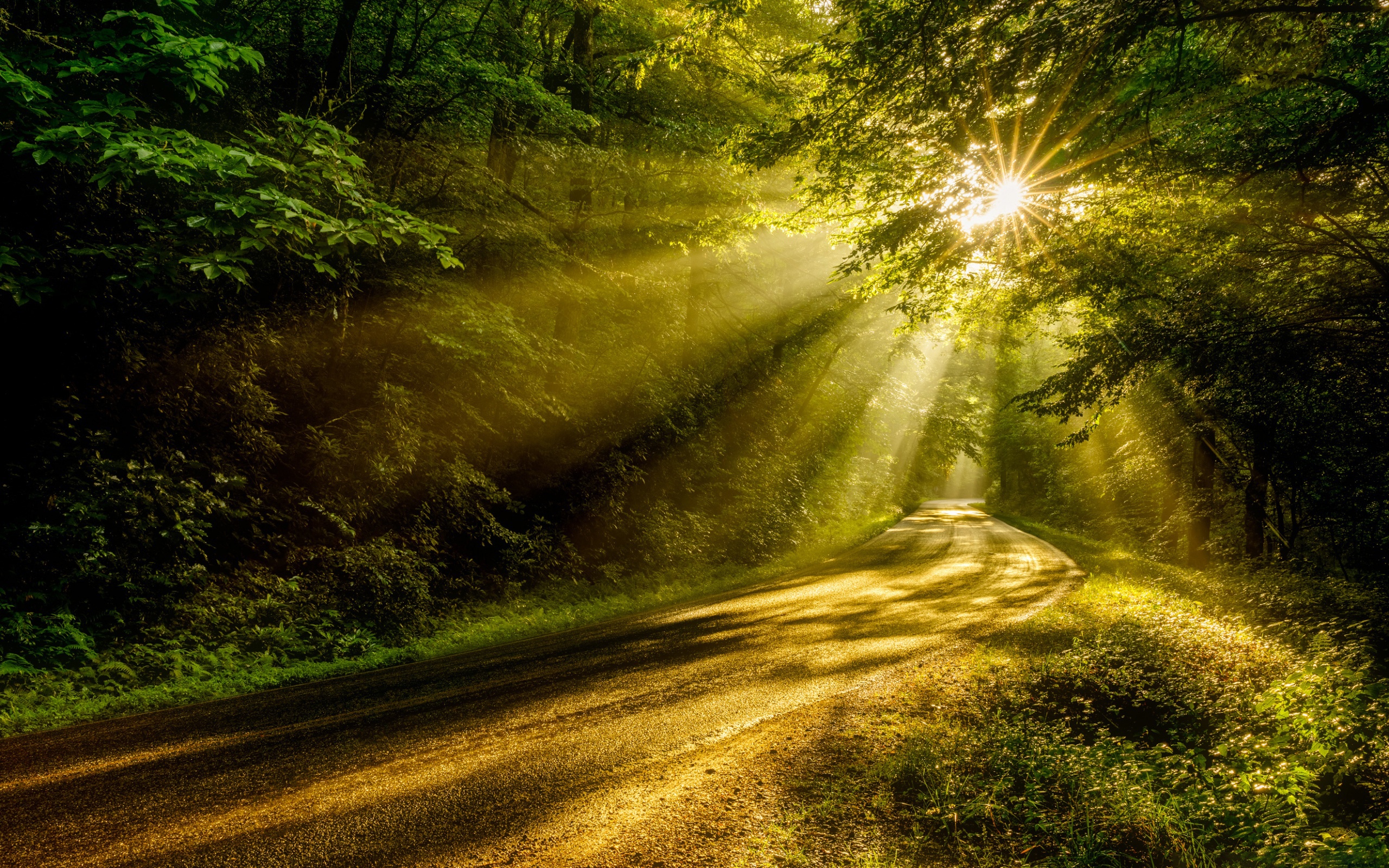 Laden Sie das Natur, Straße, Wald, Sonnenstrahl, Menschengemacht-Bild kostenlos auf Ihren PC-Desktop herunter