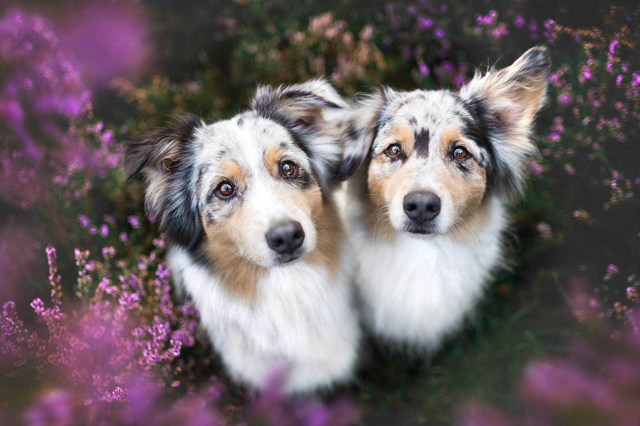 481118 скачать обои животные, австралийская овчарка, собака, цветок, вереск, собаки - заставки и картинки бесплатно