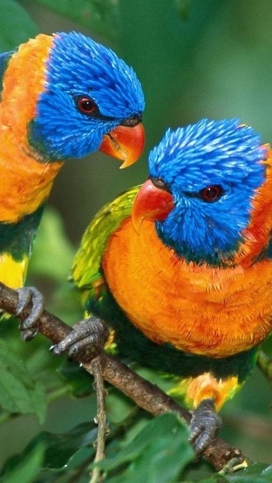 無料モバイル壁紙動物, 鳥, ゴシキセイガイインコをダウンロードします。
