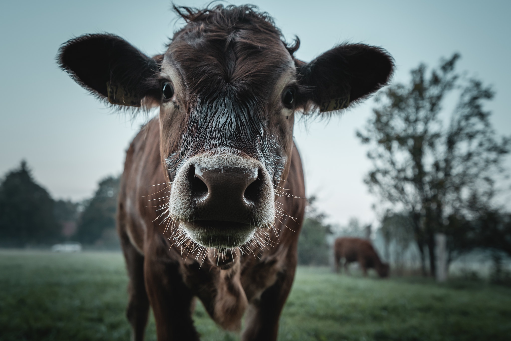 Handy-Wallpaper Tiere, Kuh, Starren kostenlos herunterladen.