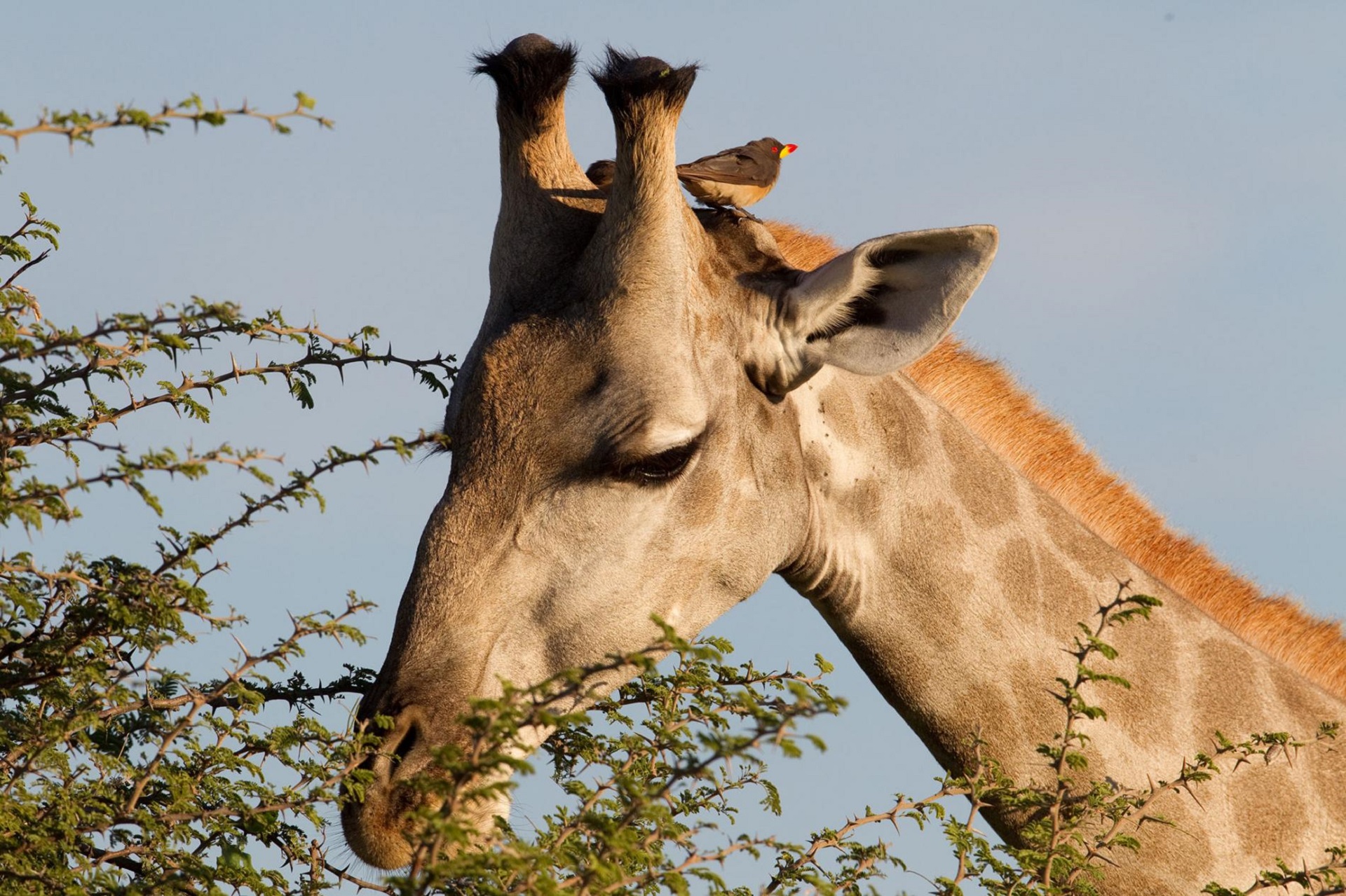 Download mobile wallpaper Bird, Animal, Giraffe for free.