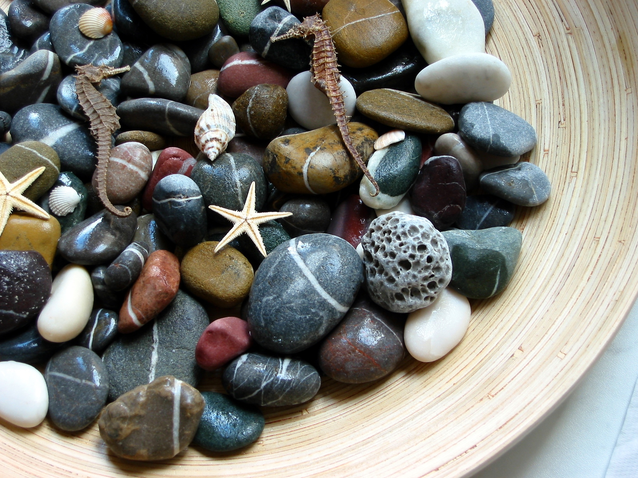 earth, stone, pebbles, seahorse, shell, starfish