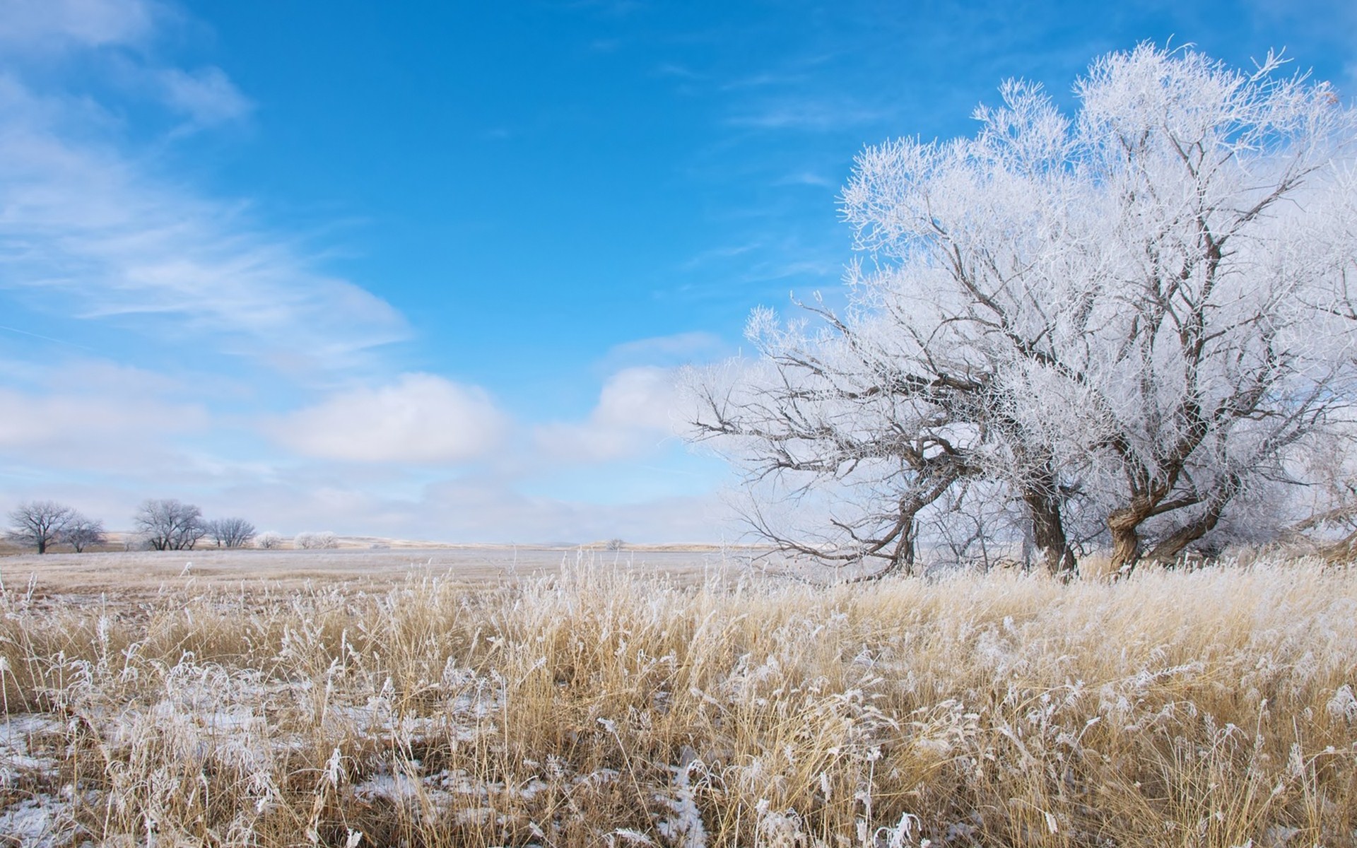 Descarga gratuita de fondo de pantalla para móvil de Invierno, Árbol, Tierra/naturaleza.