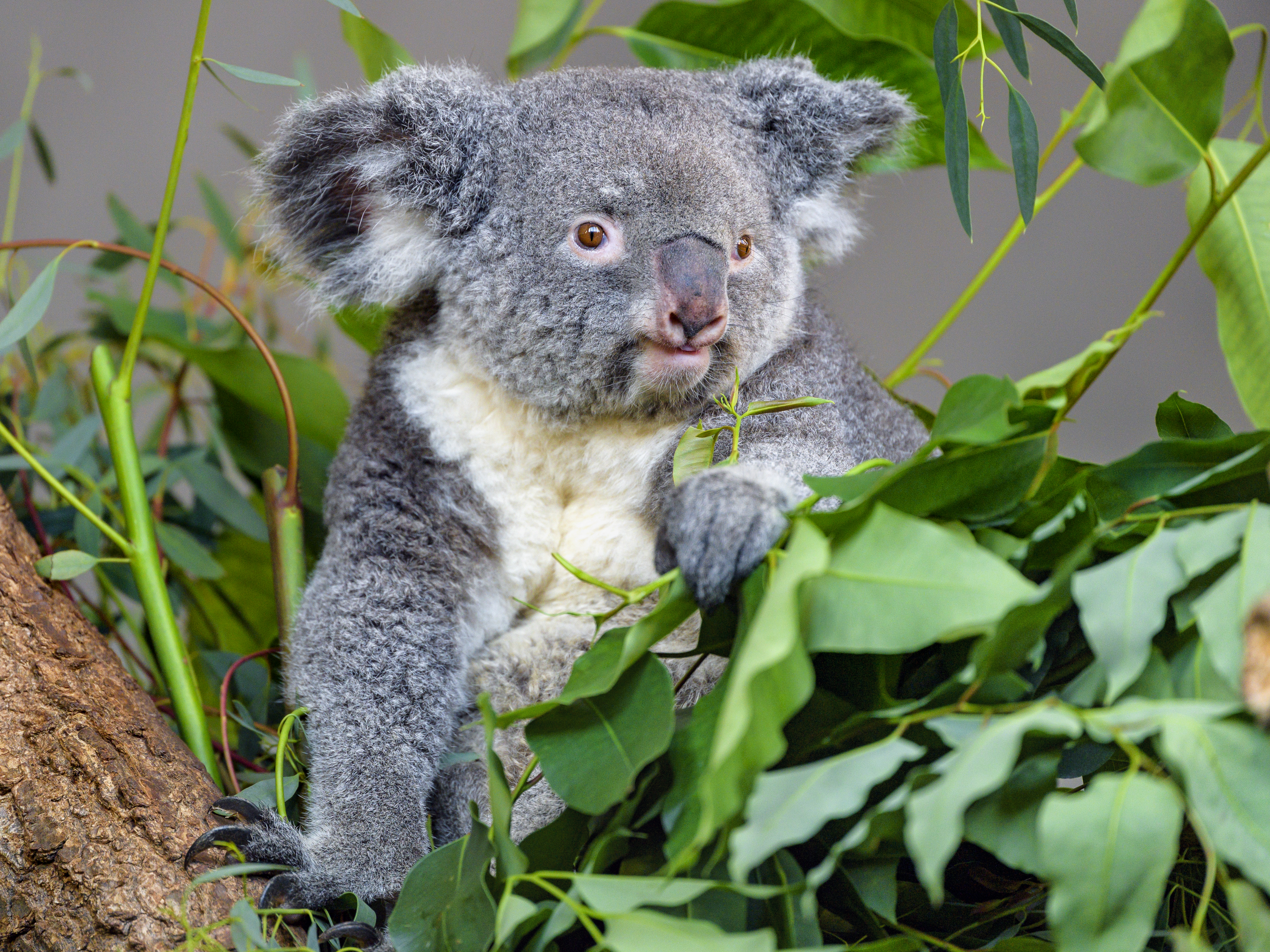 120409 скачать картинку животные, листья, серый, дикая природа, животное, коала, эвкалипт - обои и заставки бесплатно