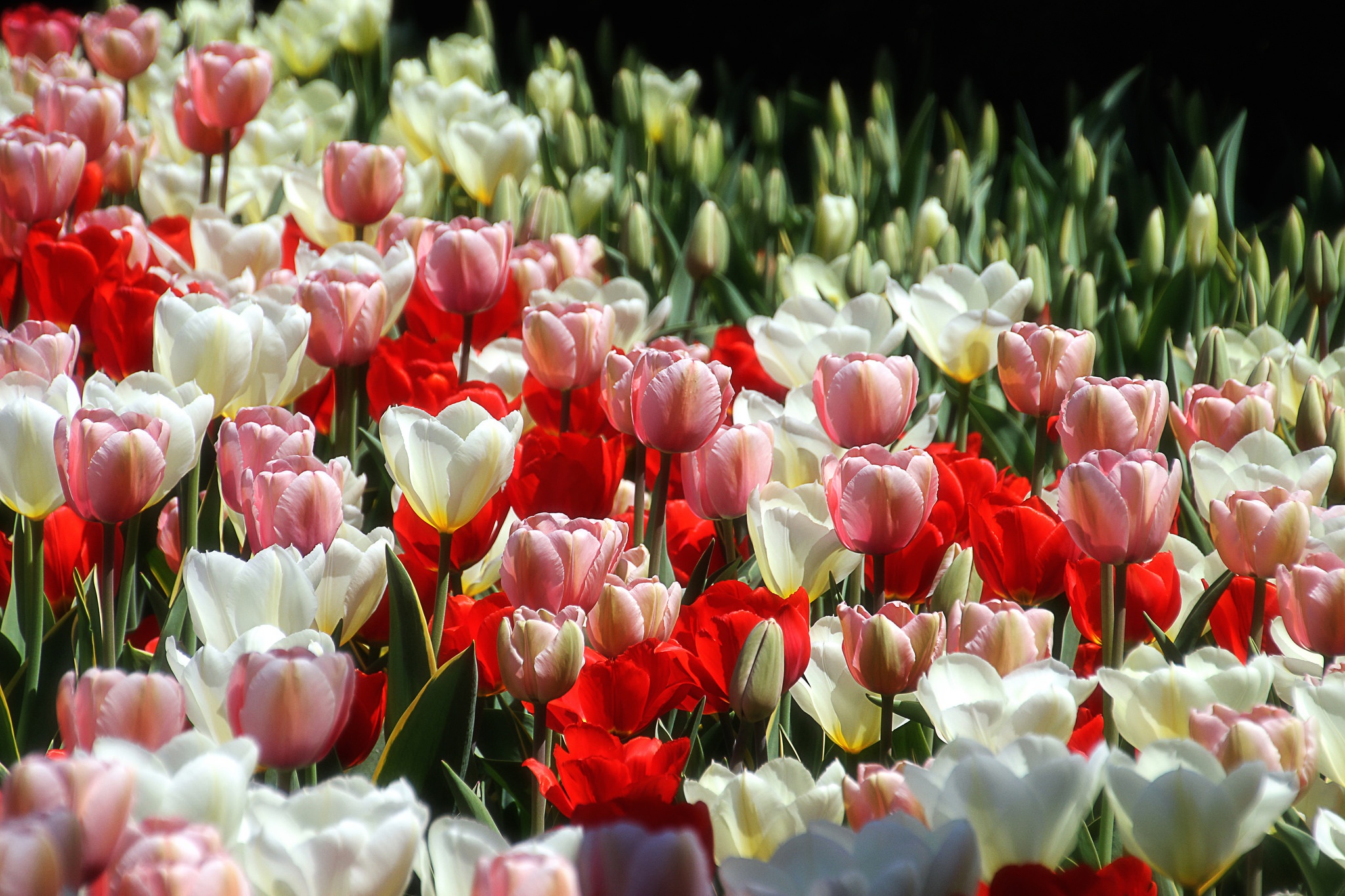 Free download wallpaper Nature, Flowers, Summer, Flower, Earth, Tulip, White Flower, Red Flower, Pink Flower on your PC desktop