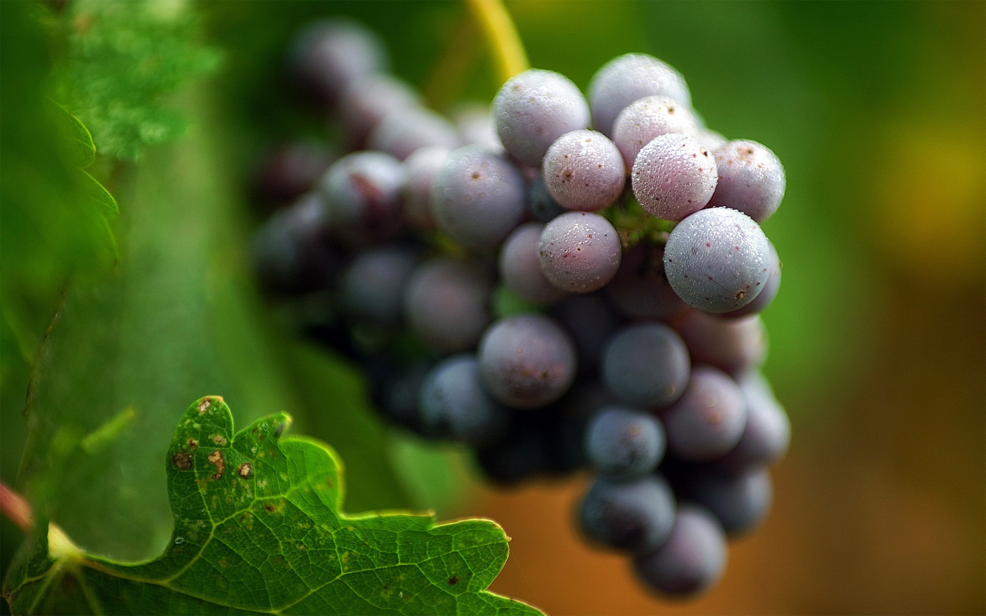 Baixe gratuitamente a imagem Comida, Uvas na área de trabalho do seu PC