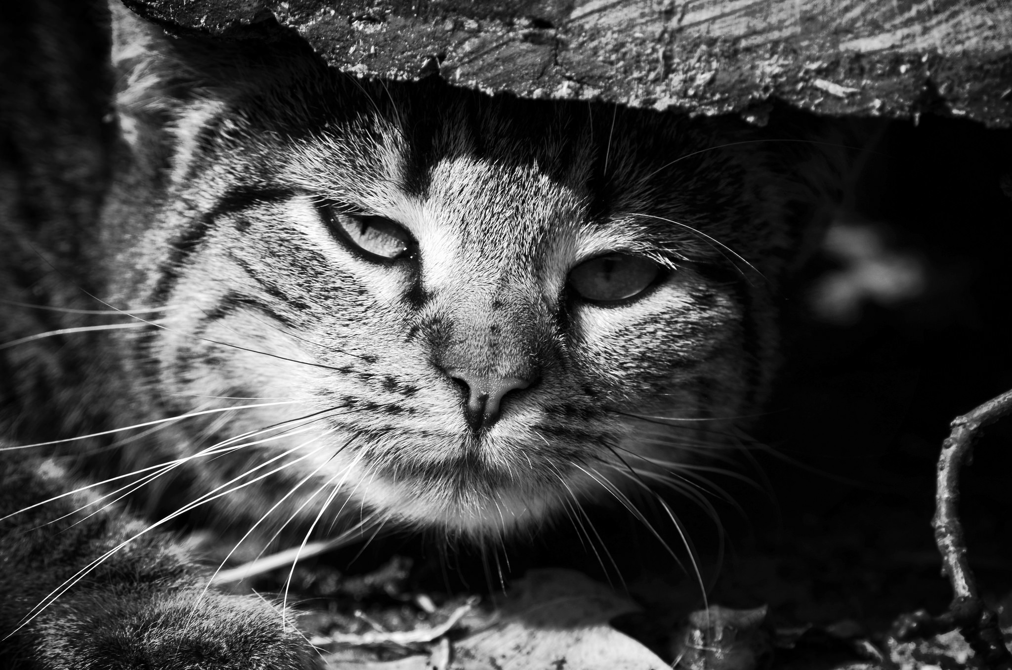 Download mobile wallpaper Cats, Cat, Close Up, Animal, Black & White, Stare for free.