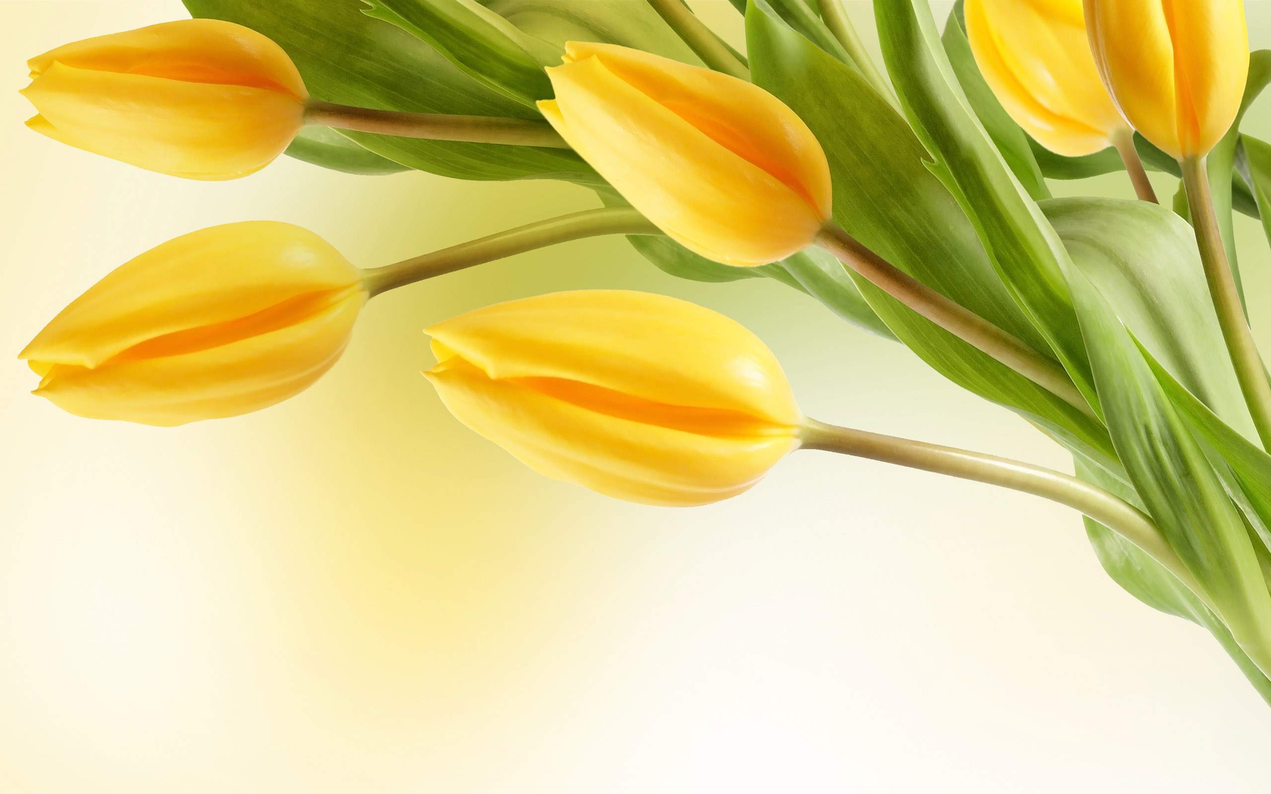 Handy-Wallpaper Blumen, Blume, Tulpe, Gelbe Blume, Erde/natur kostenlos herunterladen.