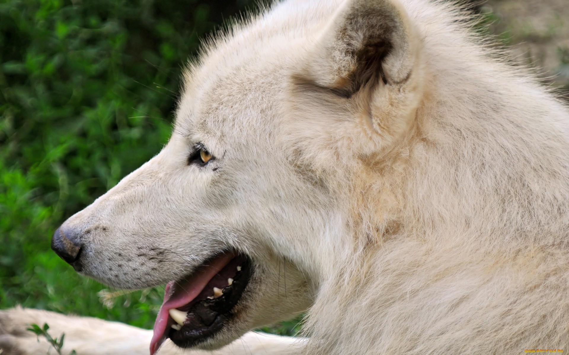 Handy-Wallpaper Wolves, Wolf, Tiere kostenlos herunterladen.