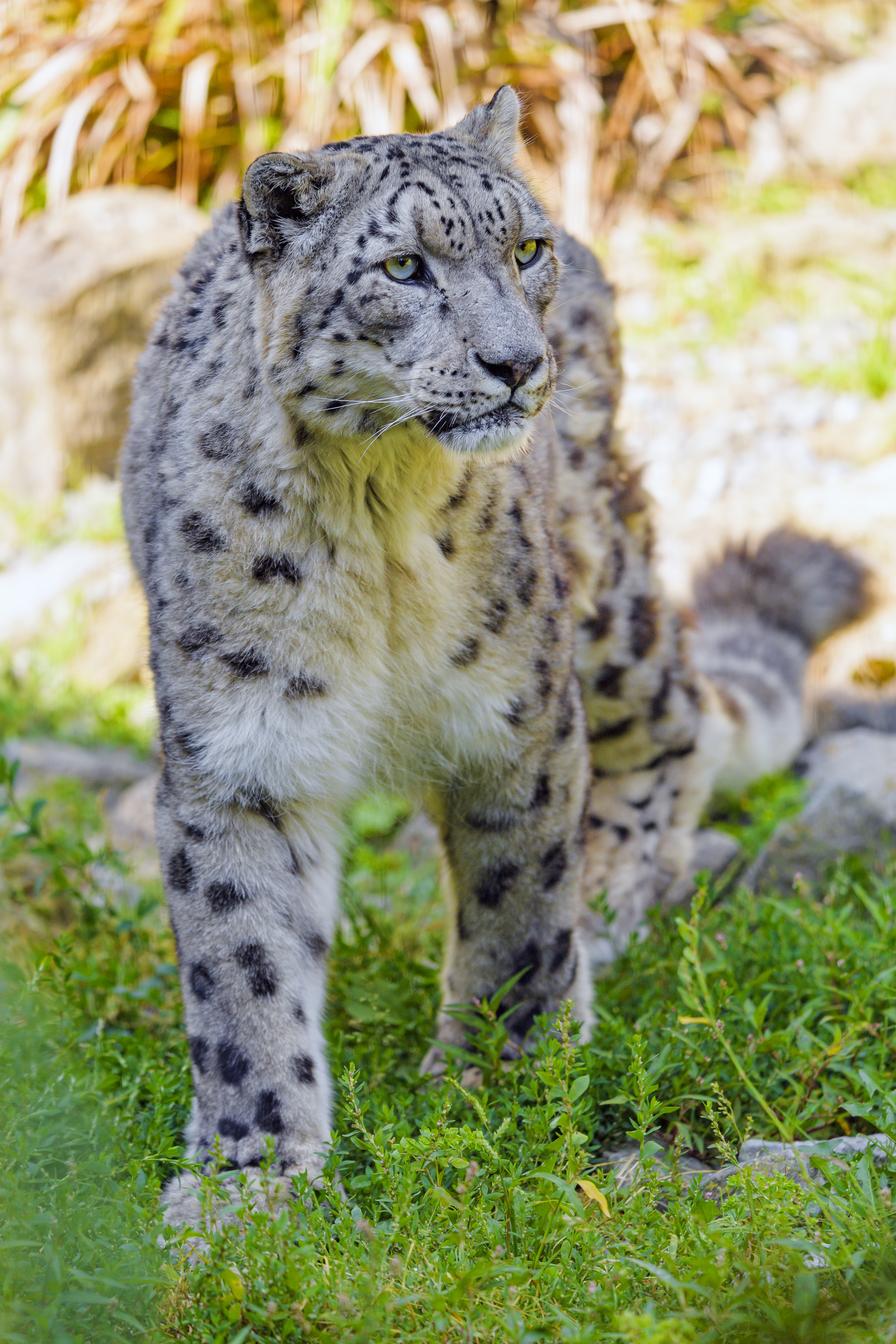 73659 télécharger l'image animaux, snow leopard, prédateur, gros chat, fauve, faune, la bête, bête - fonds d'écran et économiseurs d'écran gratuits