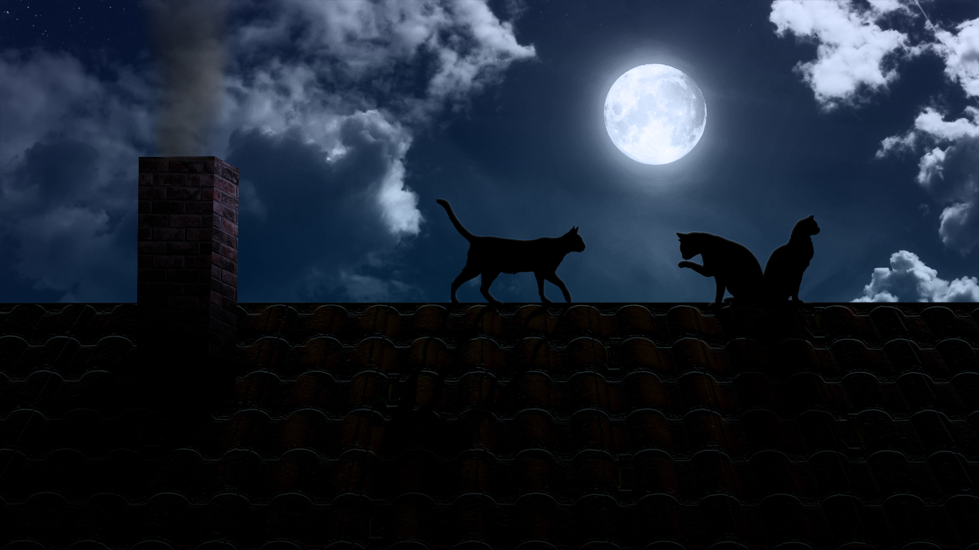 animal, cat, moon, roof, sky, cats