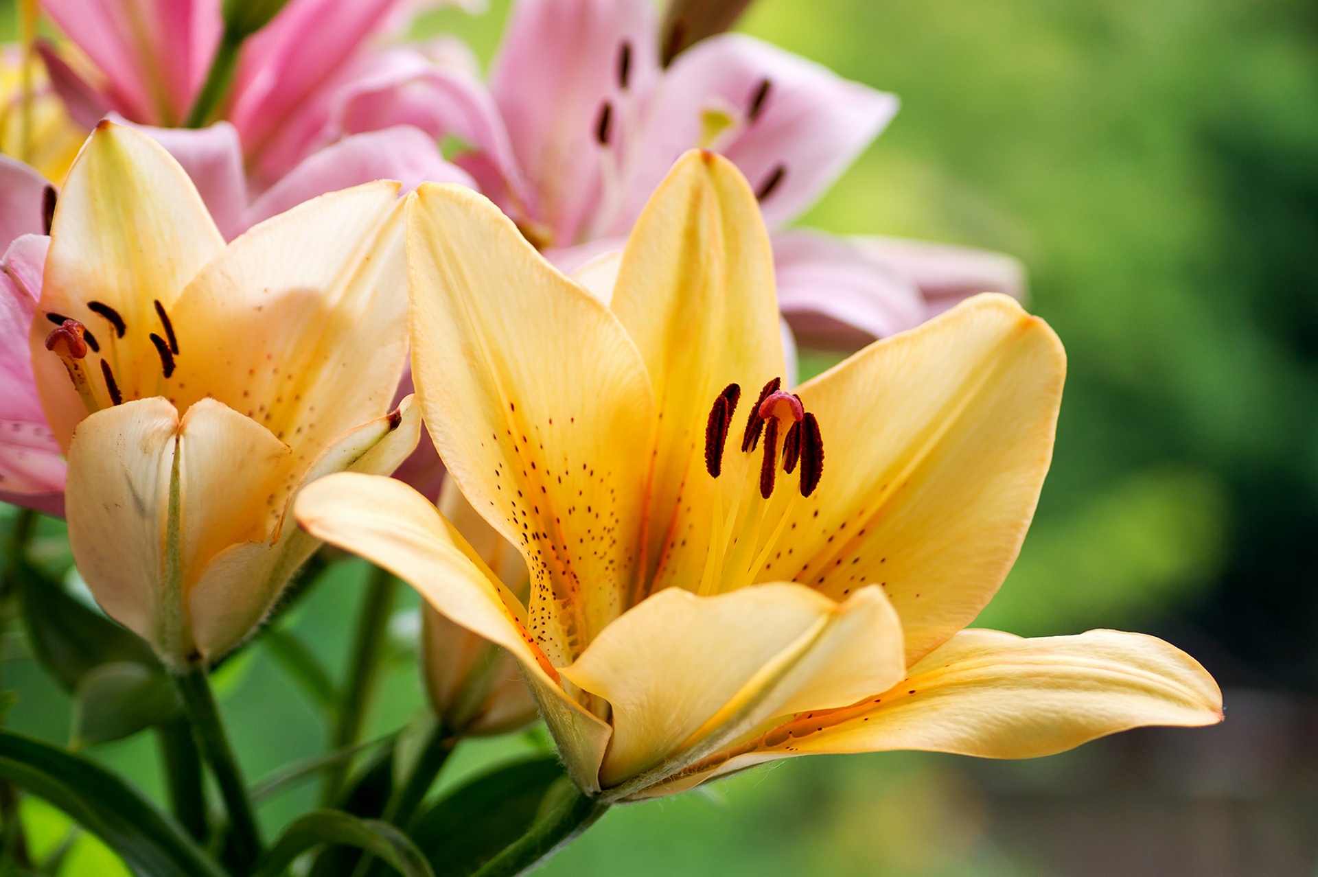 Download mobile wallpaper Nature, Flowers, Flower, Close Up, Earth, Lily, Yellow Flower for free.