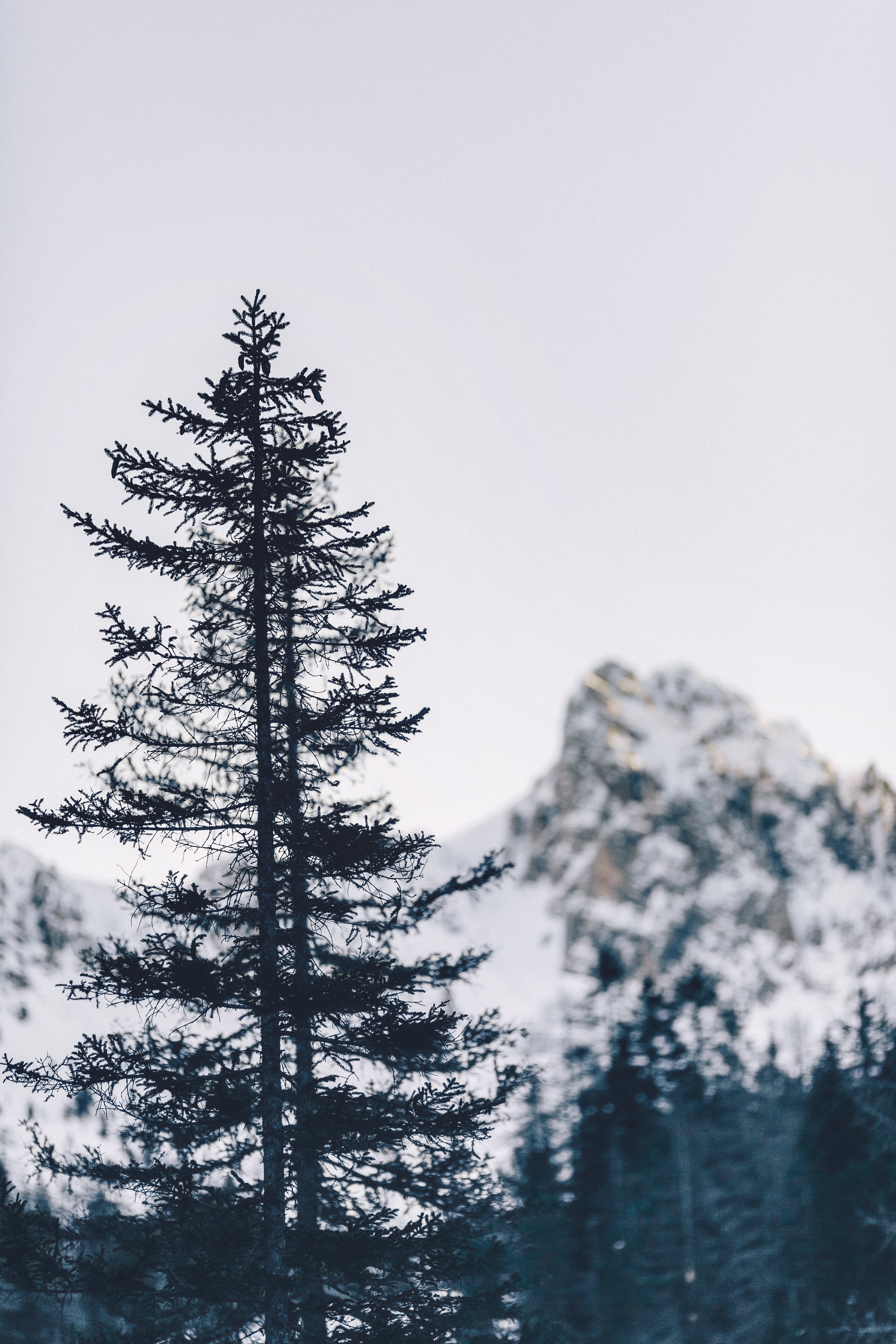 Download mobile wallpaper Wood, Winter, Mountain, Tree, Nature for free.
