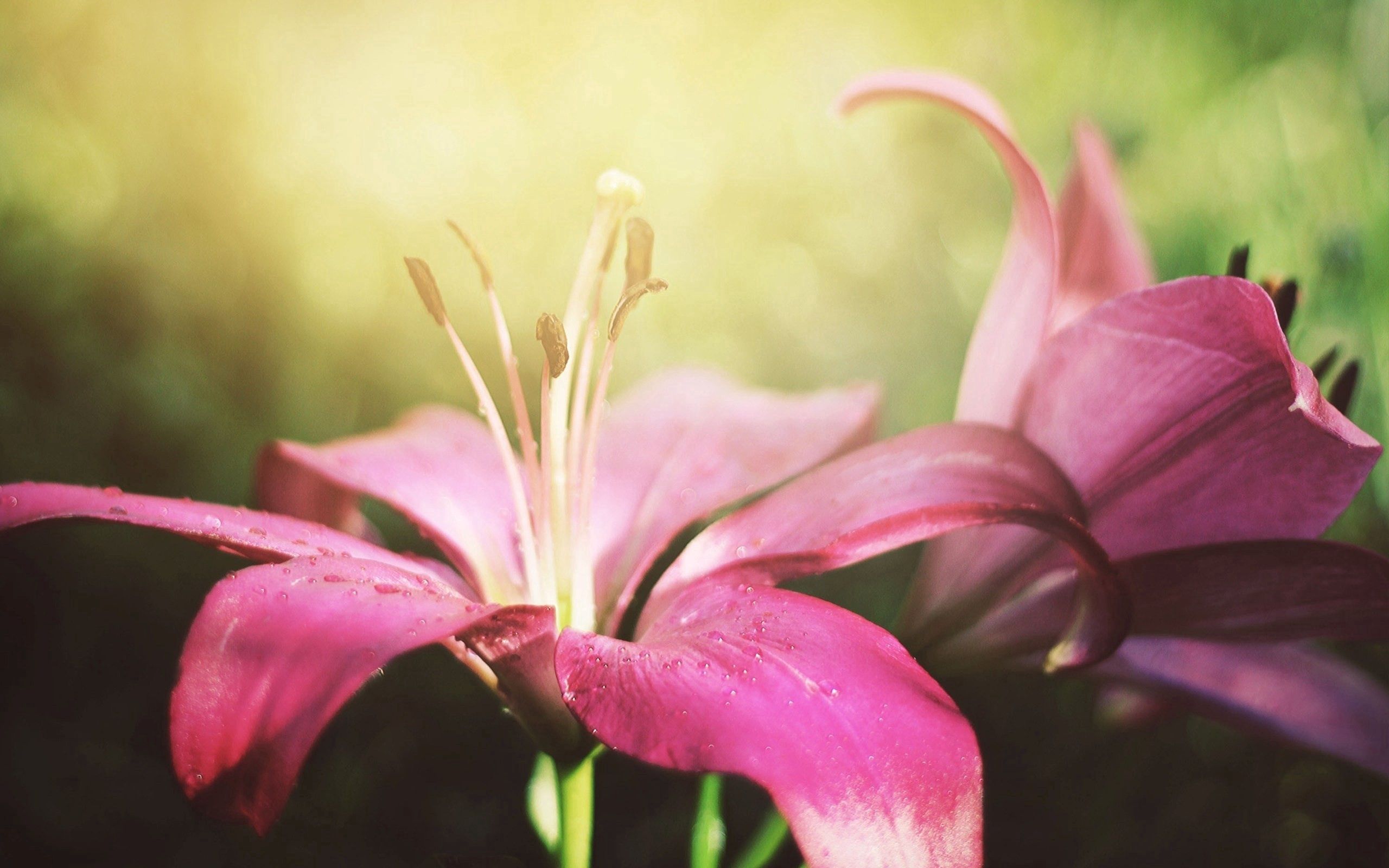 Laden Sie das Makro, Lilie, Lily, Blume, Rosa, Blütenblätter-Bild kostenlos auf Ihren PC-Desktop herunter