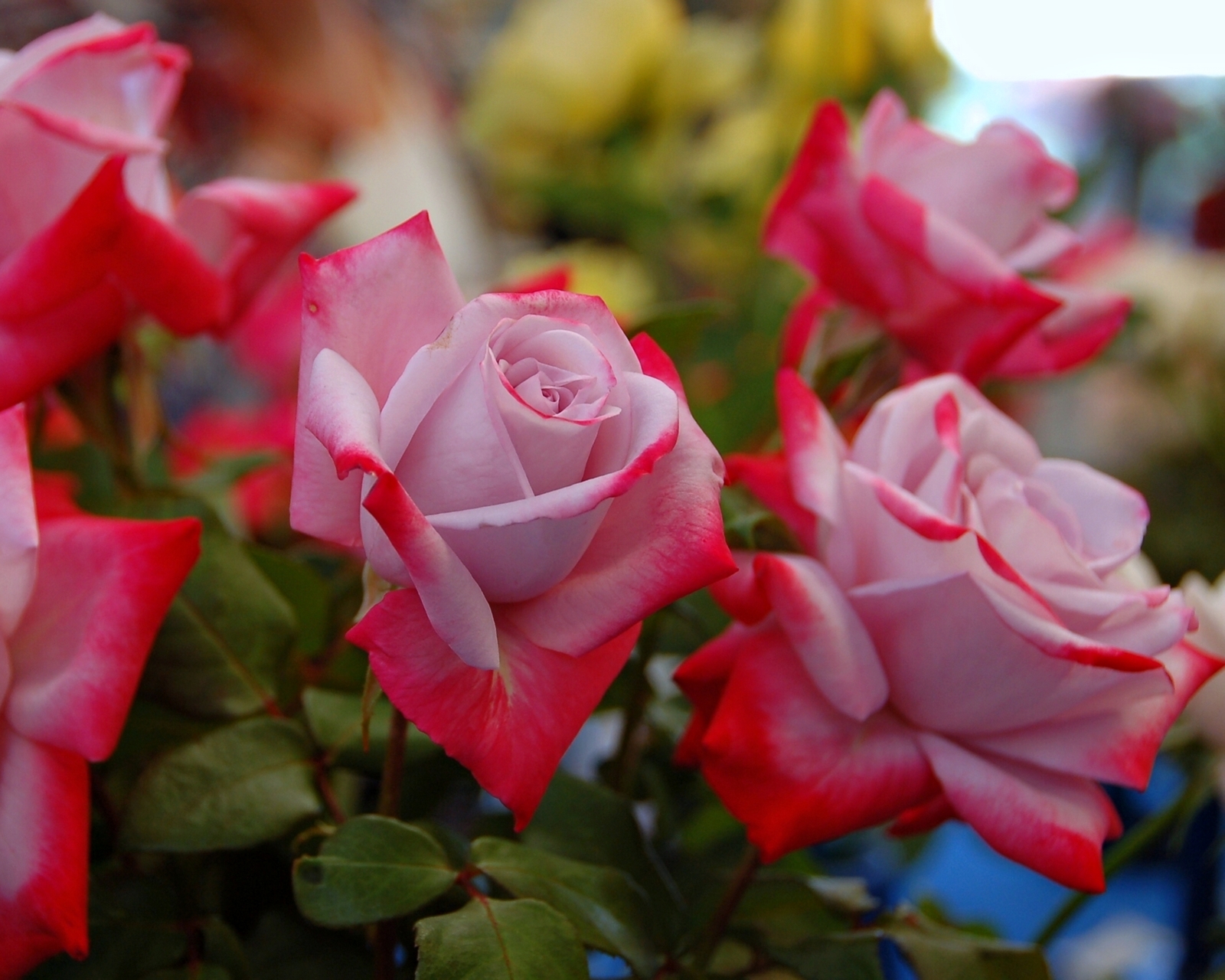 Descarga gratis la imagen Flores, Rosa, Flor, Jardín, Primavera, Tierra/naturaleza en el escritorio de tu PC