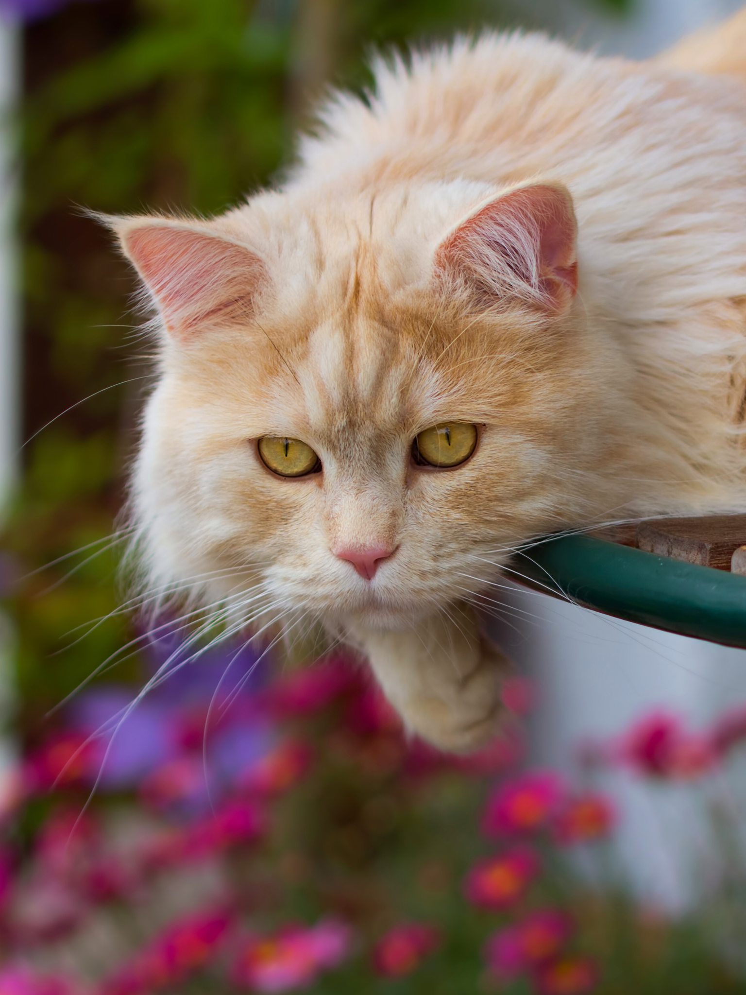 Laden Sie das Tiere, Katzen, Katze-Bild kostenlos auf Ihren PC-Desktop herunter