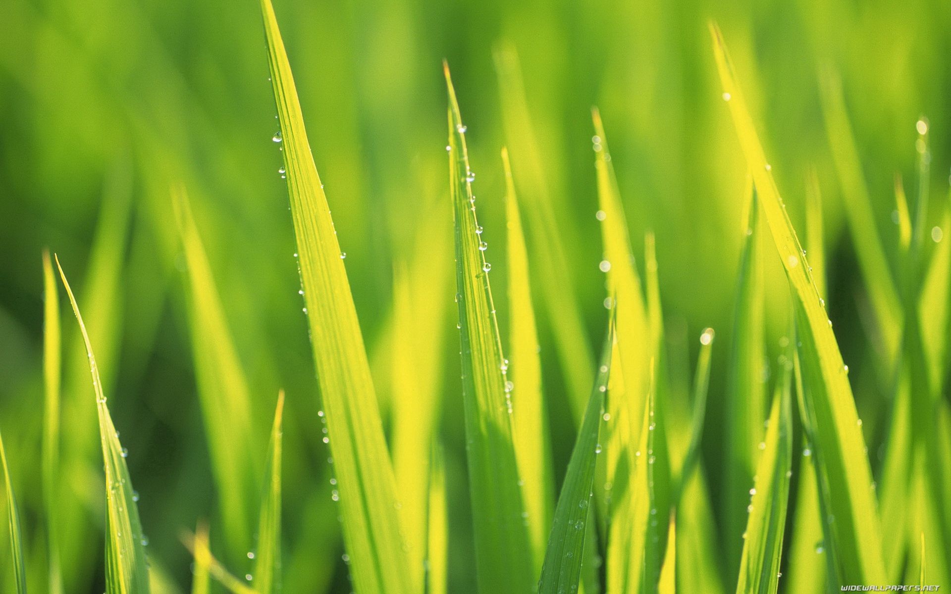 Download mobile wallpaper Grass, Macro, Drops, Form for free.