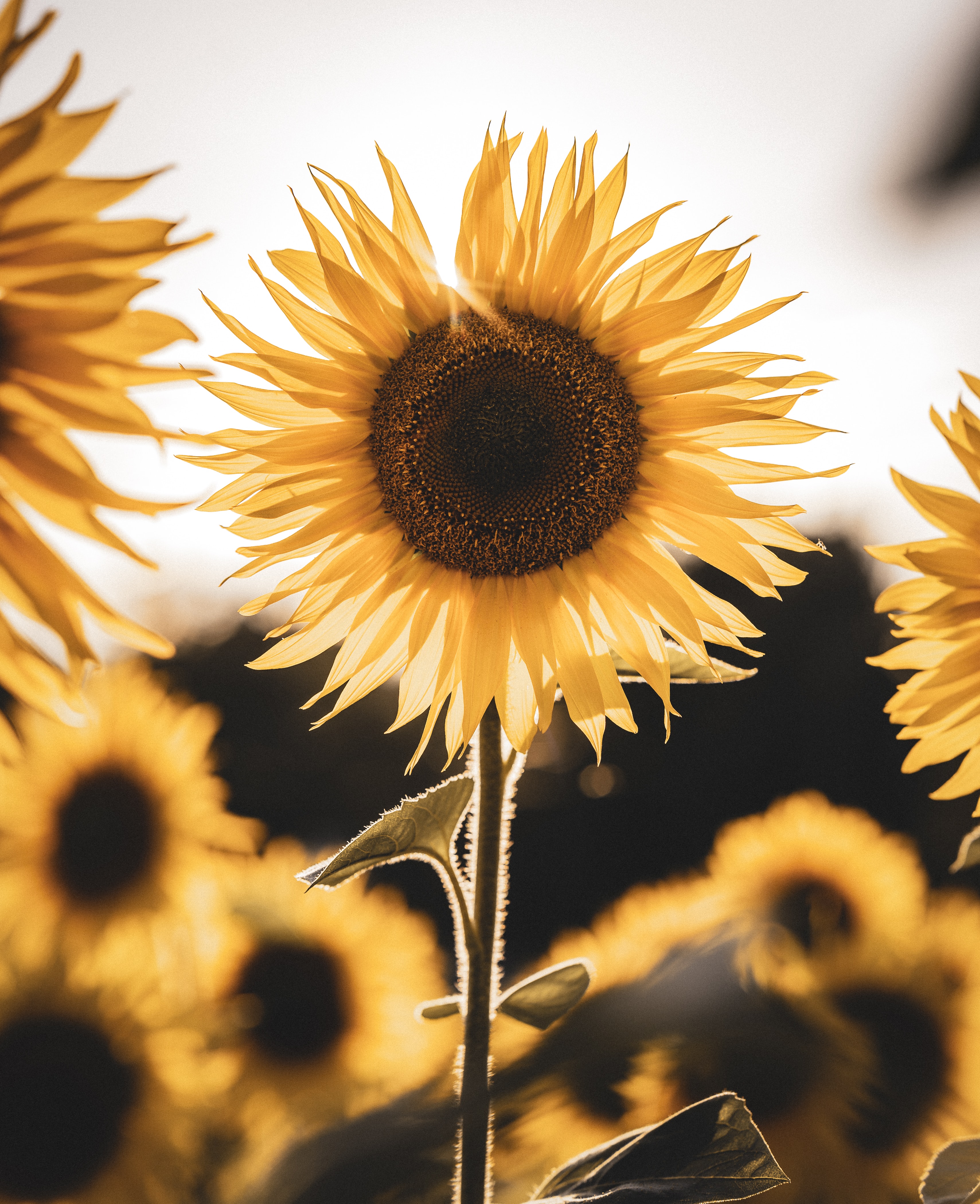Download mobile wallpaper Yellow Flower, Flowers, Beams, Rays, Petals, Flower, Sunflower for free.
