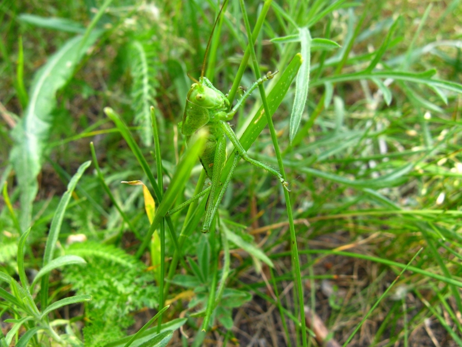 plants, grass, insects, grasshoppers, green