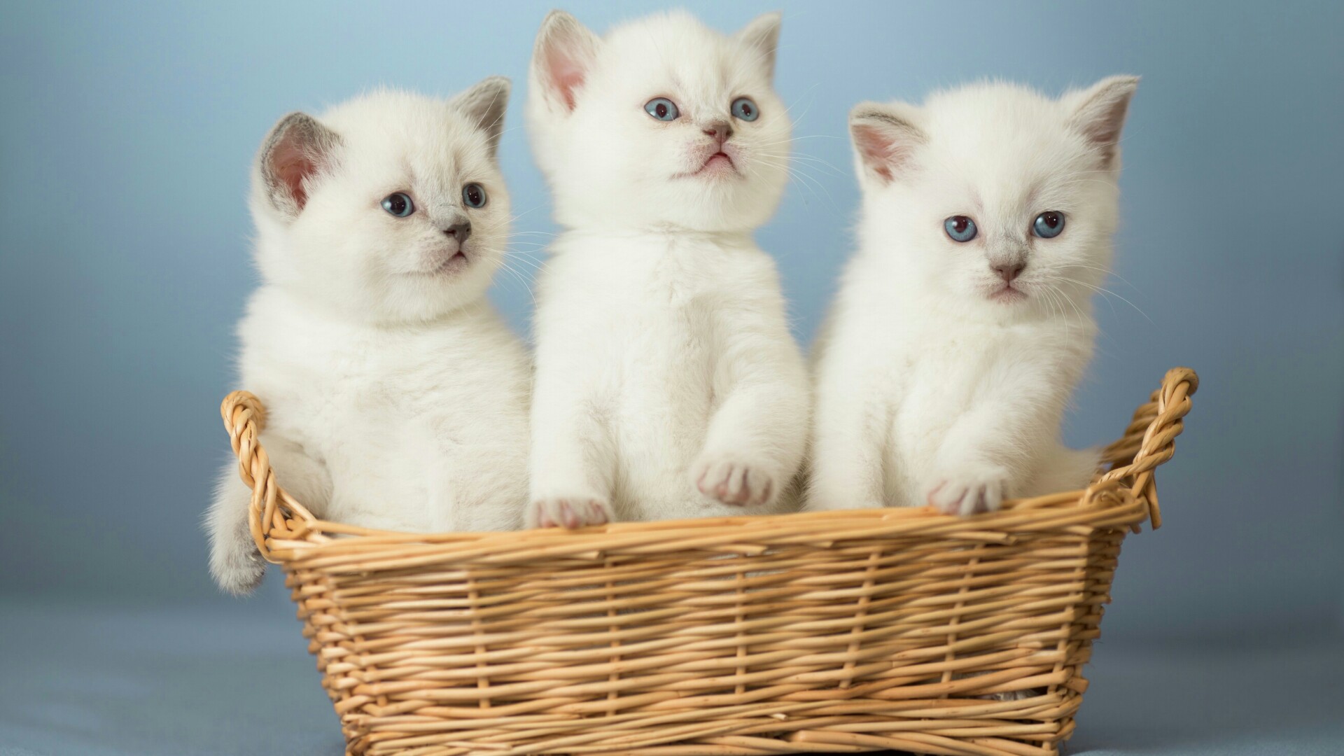PCデスクトップに動物, ネコ, 猫, 子猫, バスケット, 赤ちゃん動物画像を無料でダウンロード
