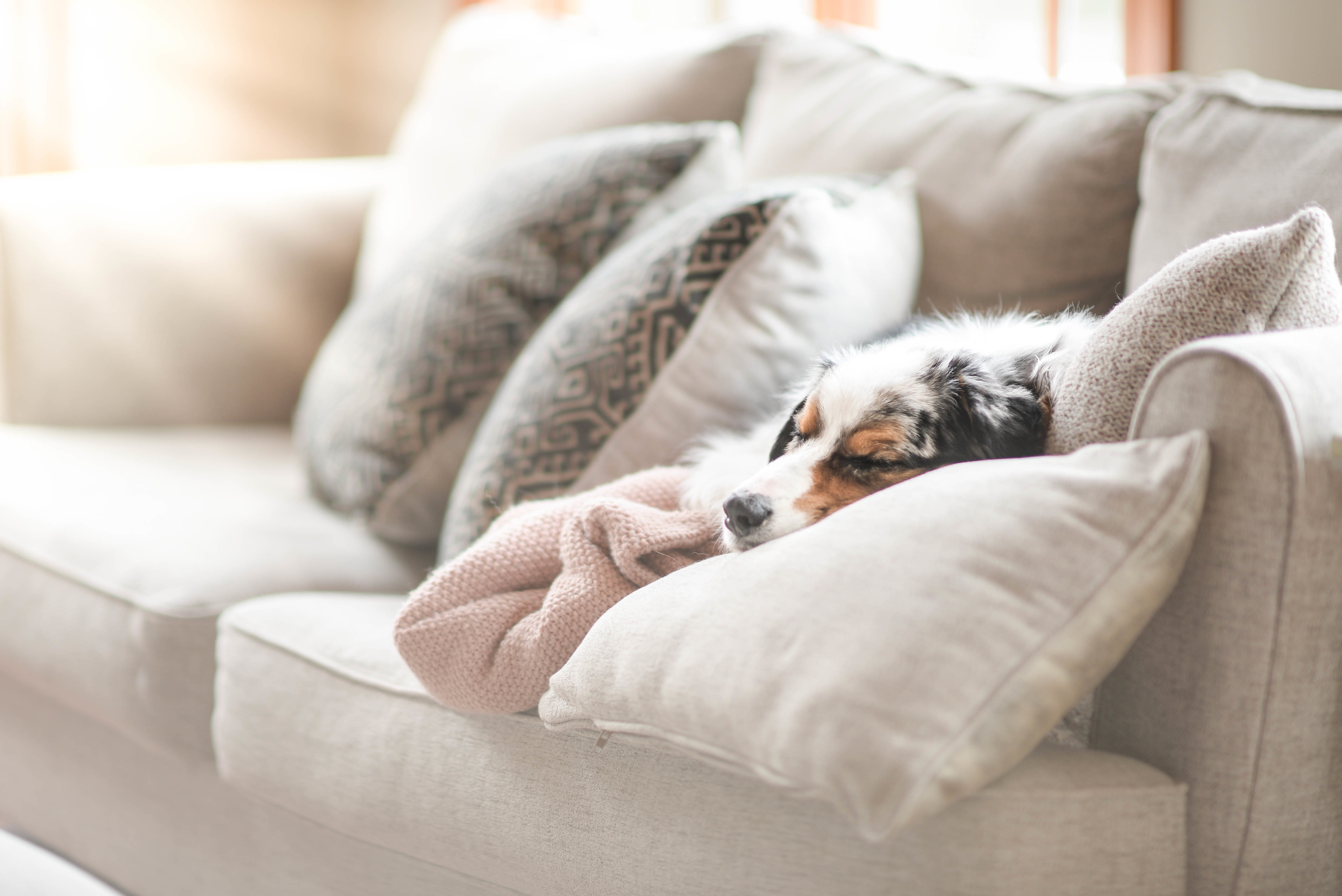 Download mobile wallpaper Dogs, Dog, Animal, Sofa, Sleeping for free.