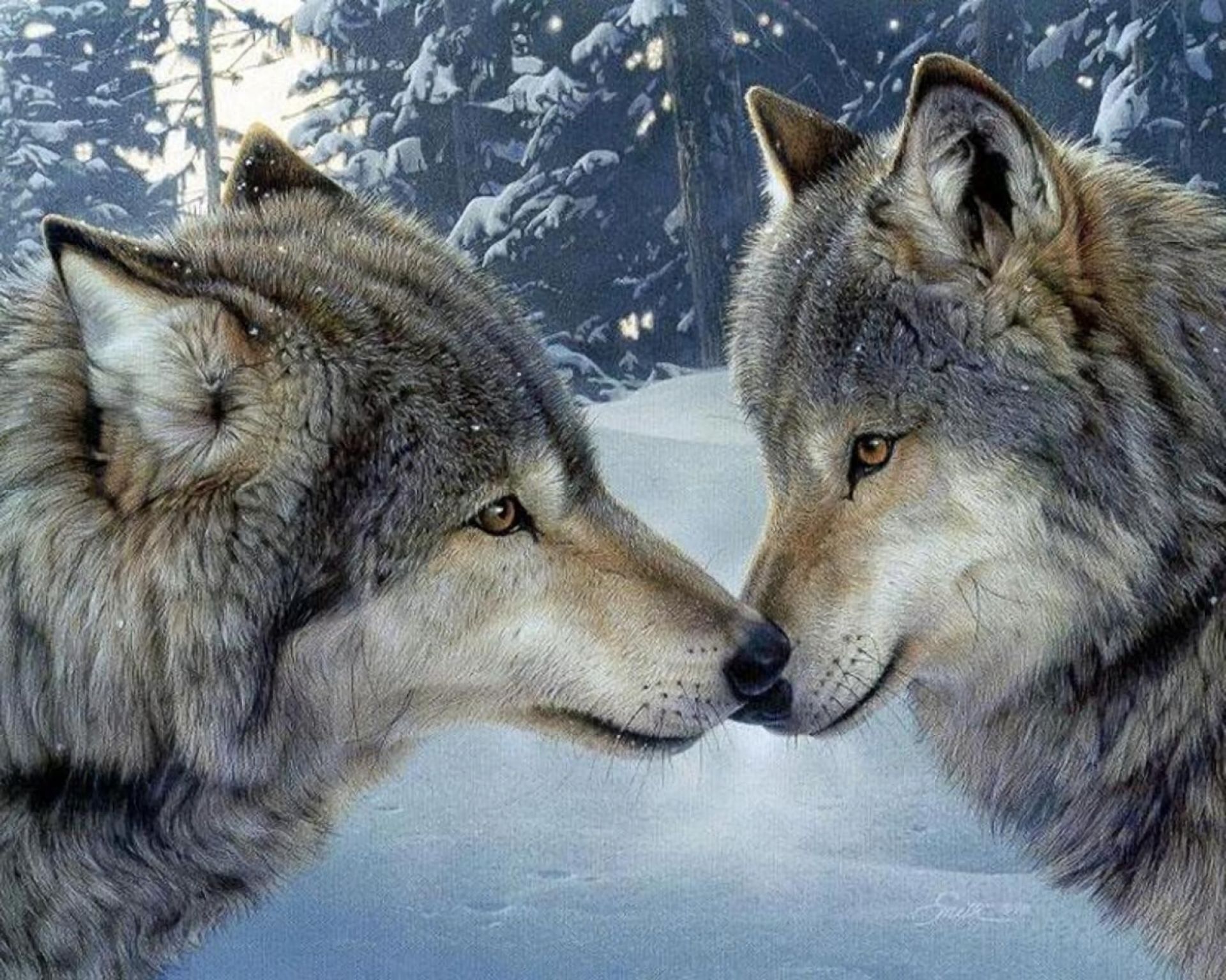 Handy-Wallpaper Tiere, Winter, Schnee, Liebe, Wolf, Wolves kostenlos herunterladen.