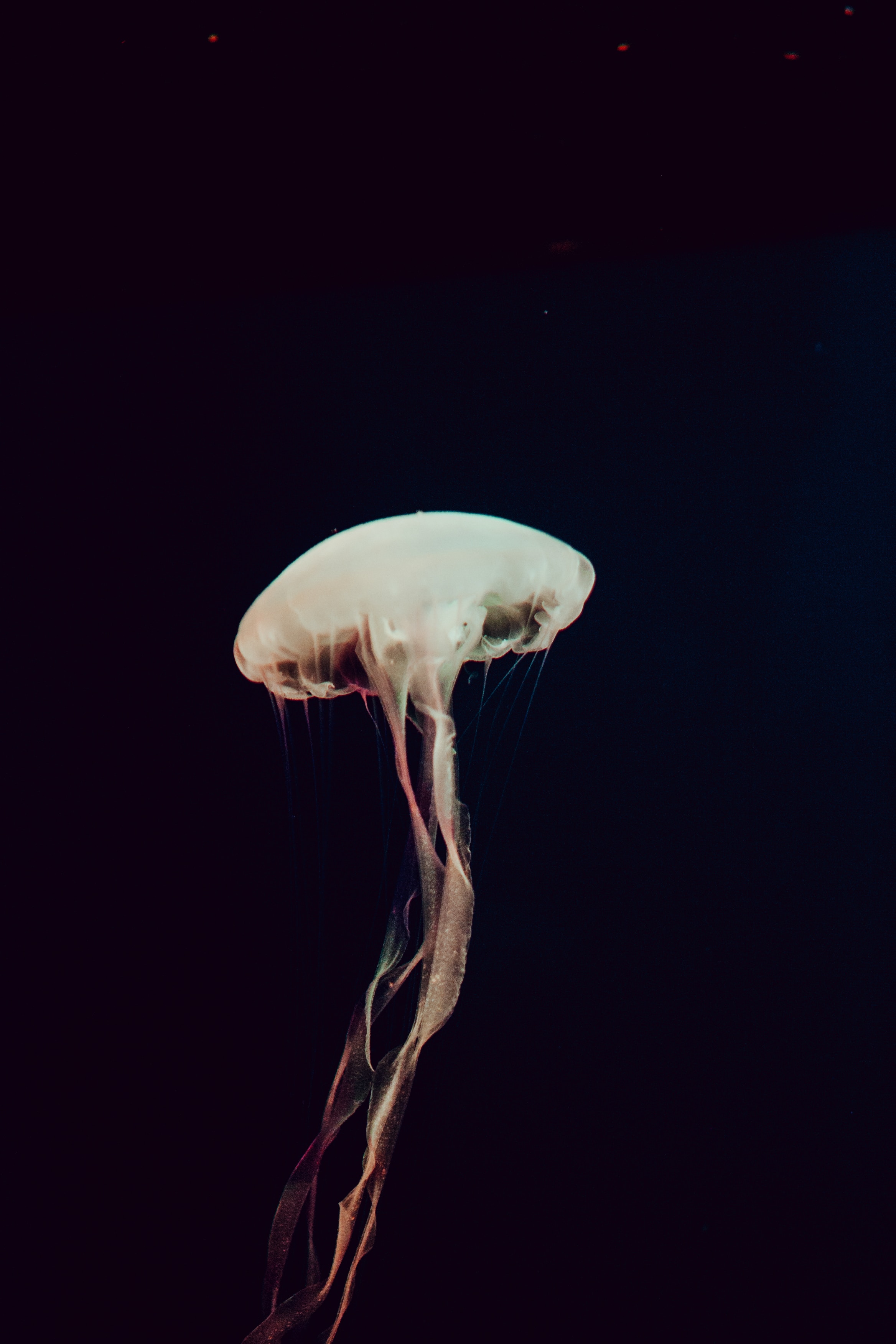 101012 descargar imagen animales, mar, medusa, oscuro, tentáculos, los tentáculos, profundidad: fondos de pantalla y protectores de pantalla gratis