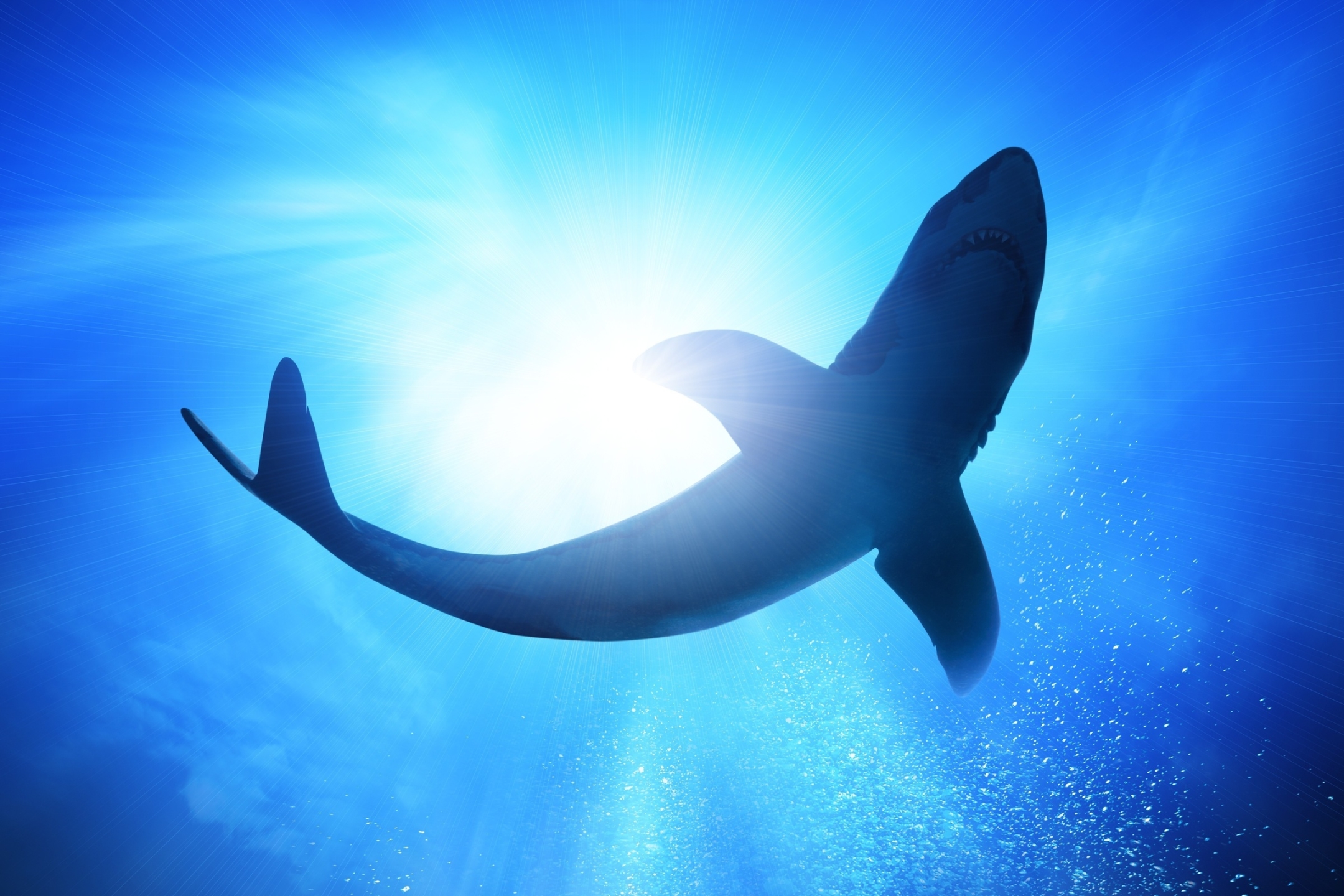PCデスクトップに動物, サメ, 鮫画像を無料でダウンロード