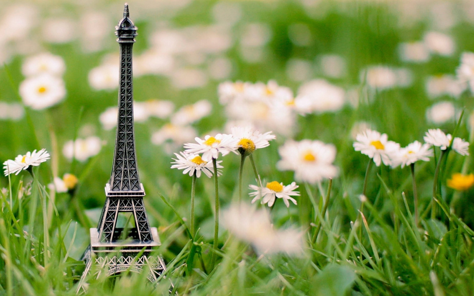 Download mobile wallpaper Landscape, Plants, Flowers, Camomile, Eiffel Tower for free.