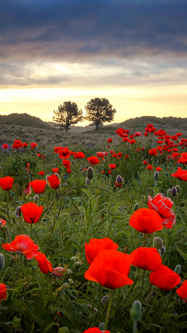 Handy-Wallpaper Natur, Blumen, Mohn, Sommer, Blume, Rote Blume, Erde/natur kostenlos herunterladen.