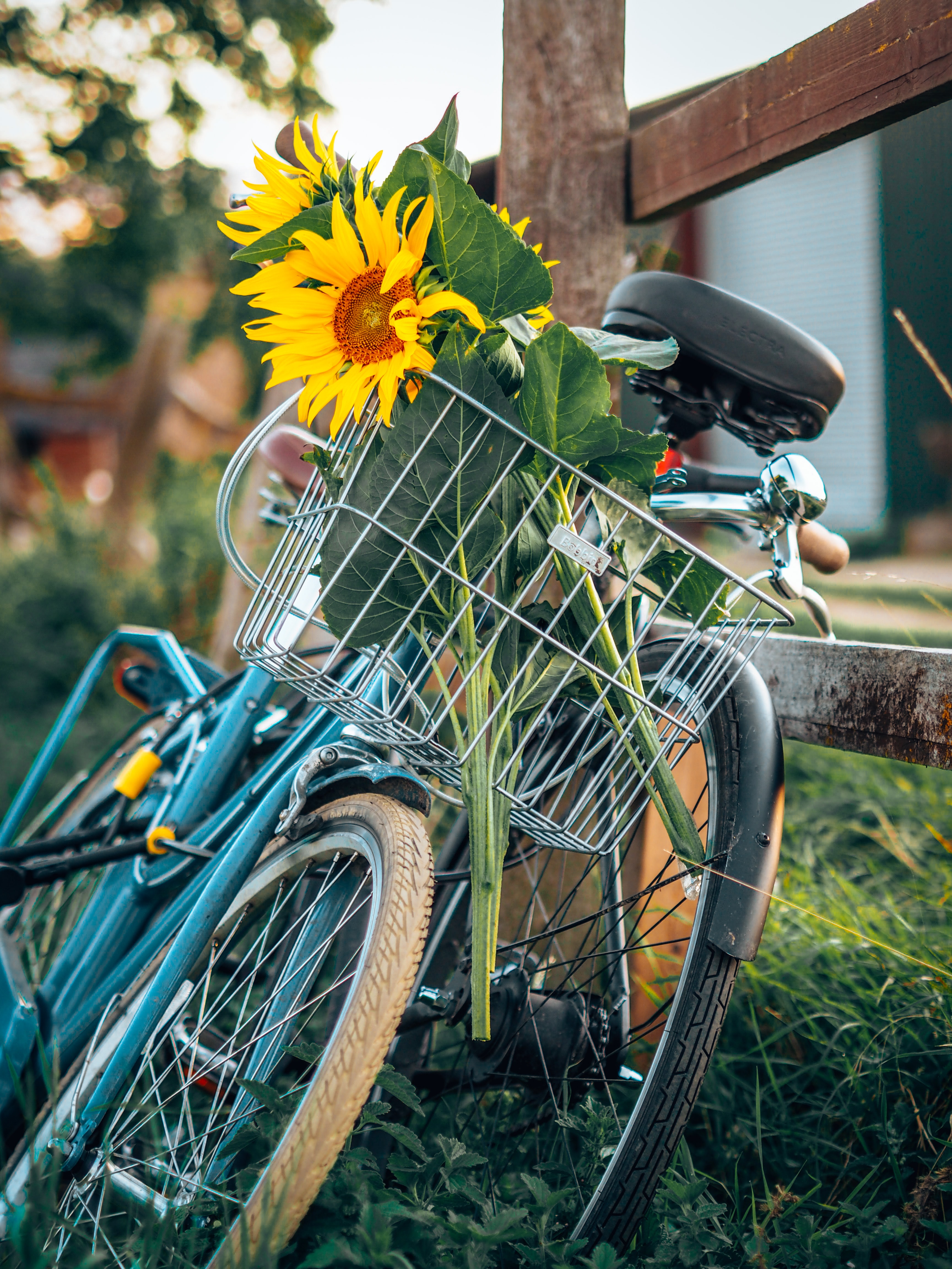 Free download wallpaper Flowers, Miscellanea, Miscellaneous, Basket, Bicycle, Sunflowers on your PC desktop