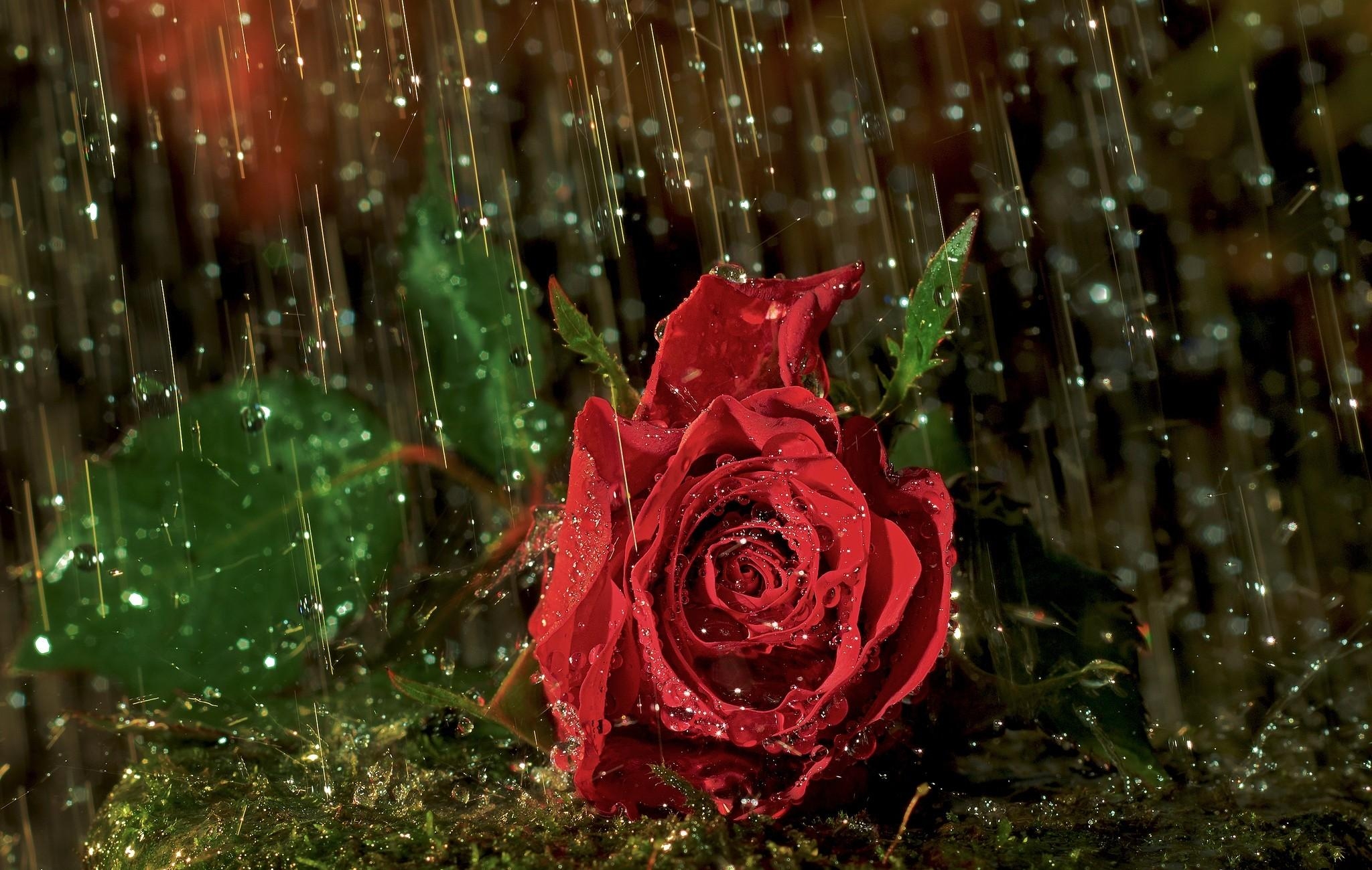 rose, rose flower, rain, flowers, drops, flower, wet Full HD