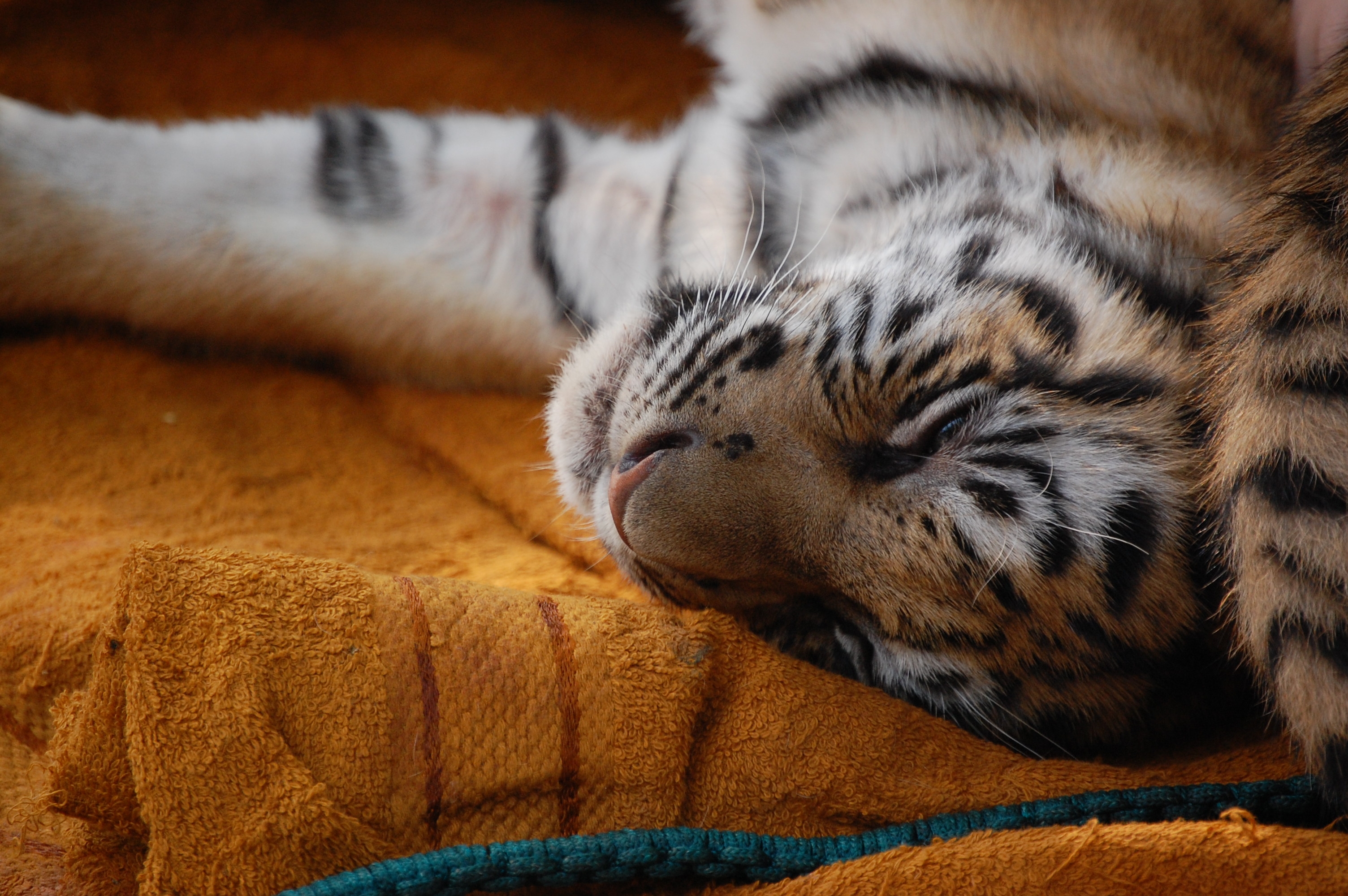tiger cub, animals, young, muzzle, tiger, sleep, dream, joey