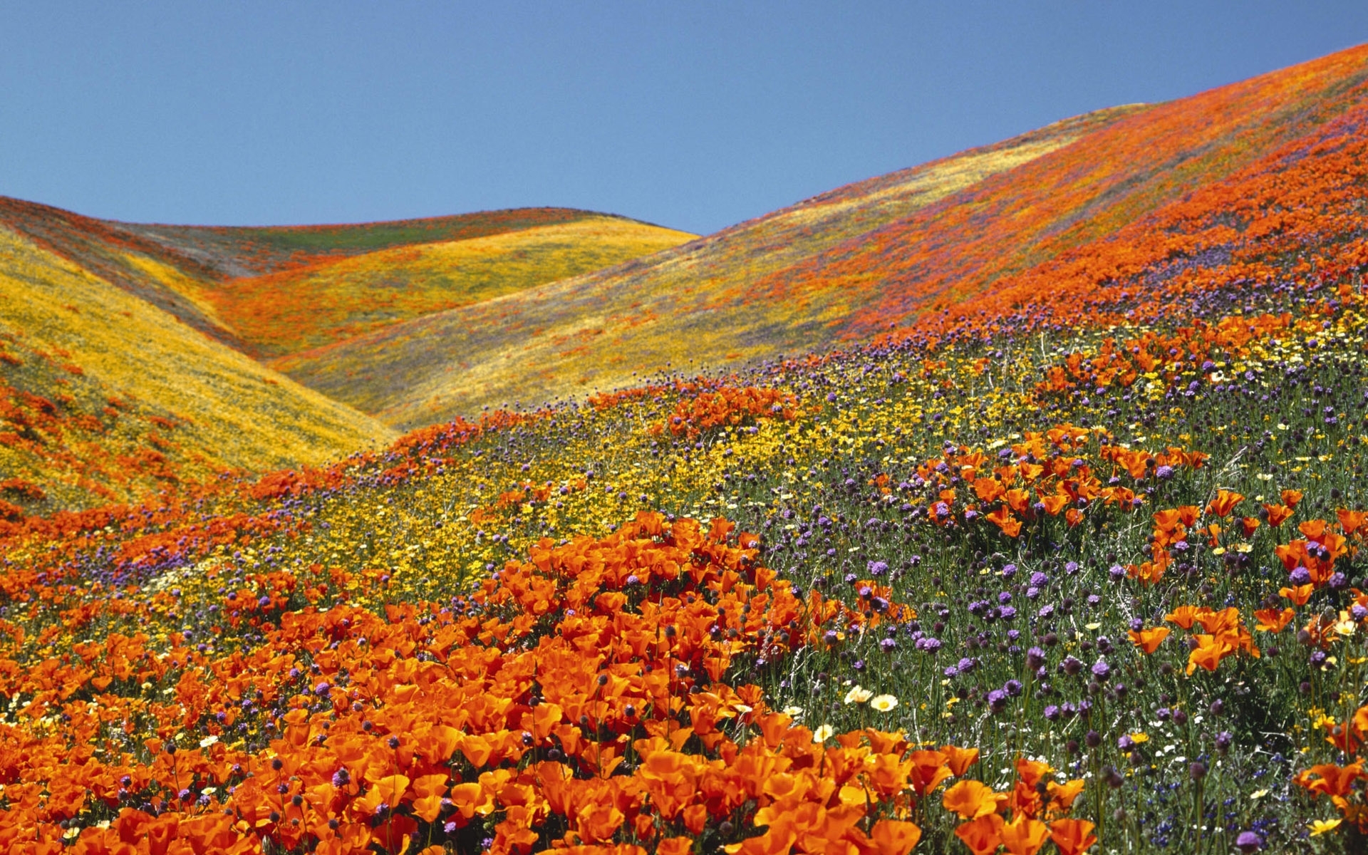 Laden Sie das Blumen, Landschaft, Natur, Felder-Bild kostenlos auf Ihren PC-Desktop herunter