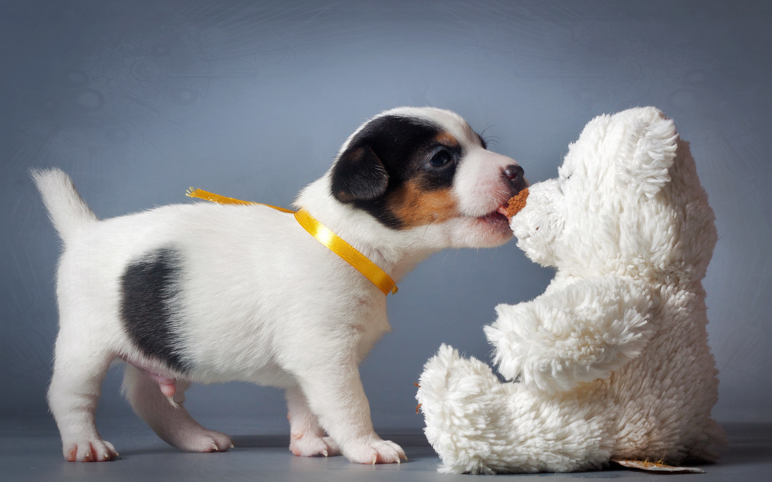 Descarga gratuita de fondo de pantalla para móvil de Perros, Cachorro, Animales.