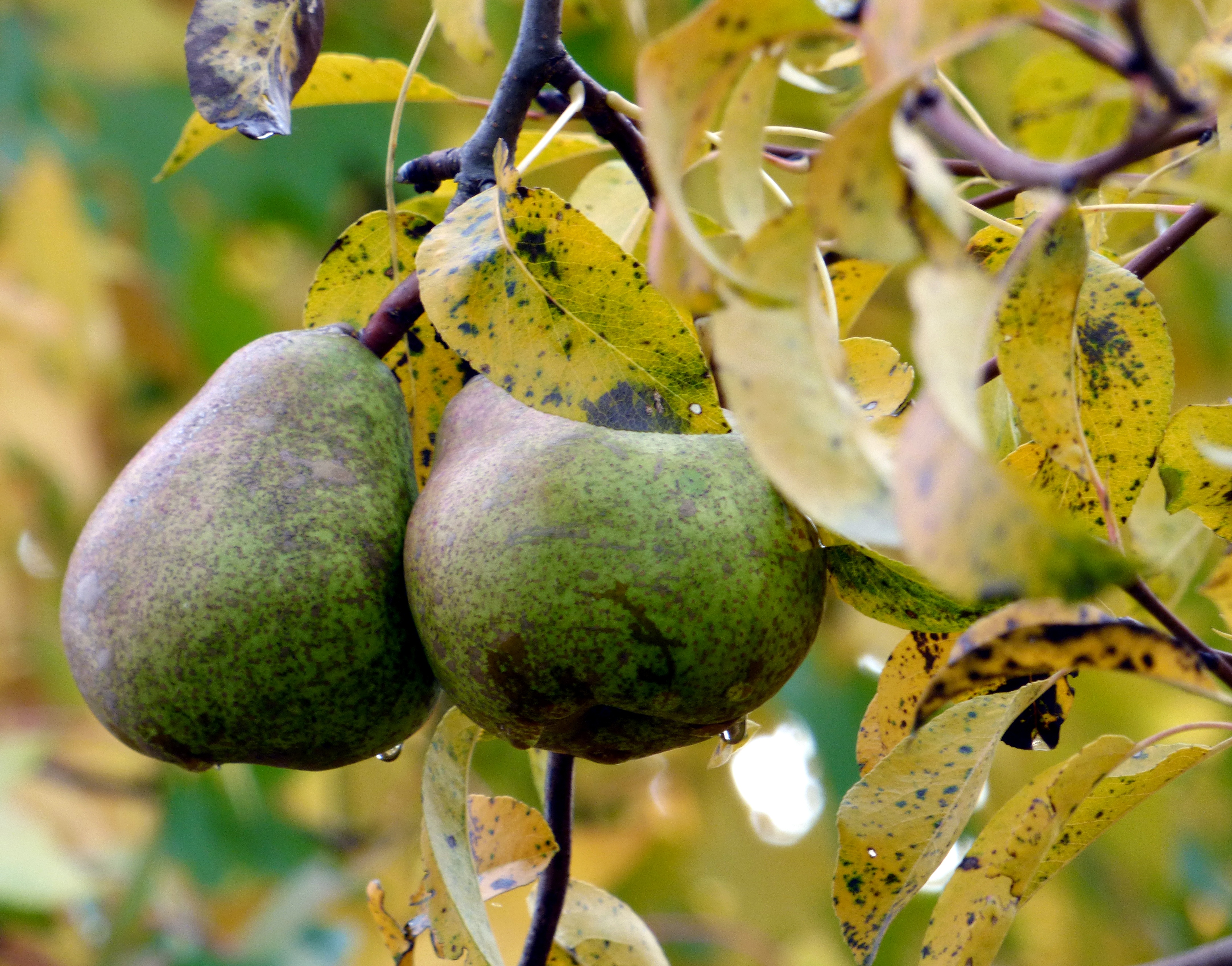 food, autumn, pears, couple, pair, branches, drop
