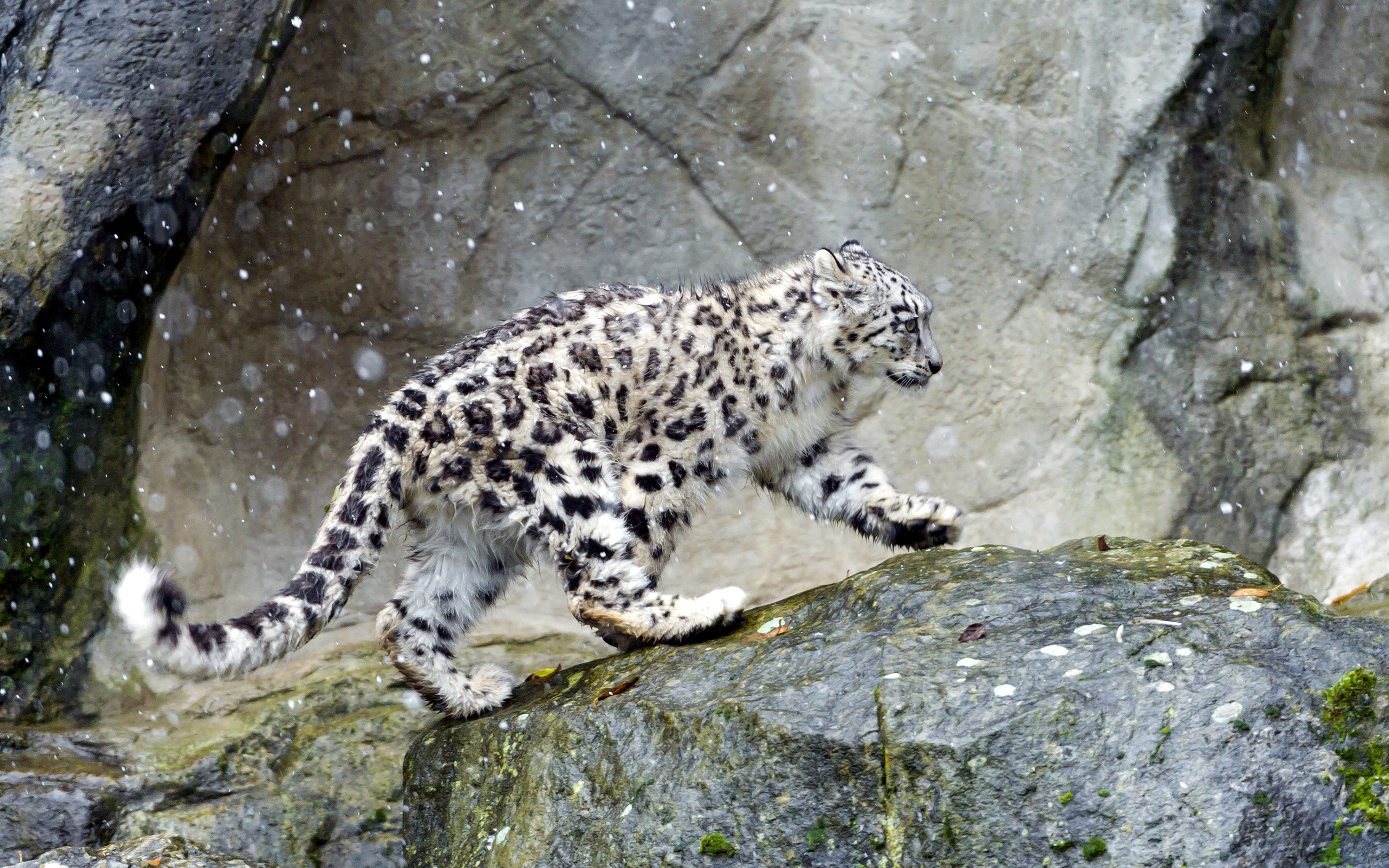 Baixar papel de parede para celular de Animais, Gatos, Leopardo Das Neves gratuito.