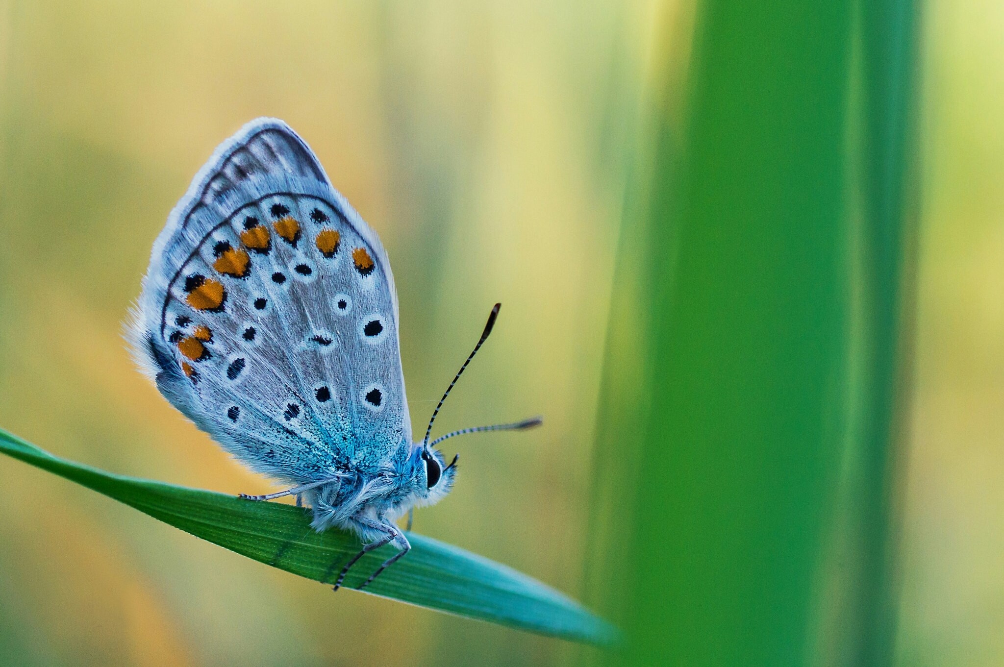 Download mobile wallpaper Butterfly, Animal for free.