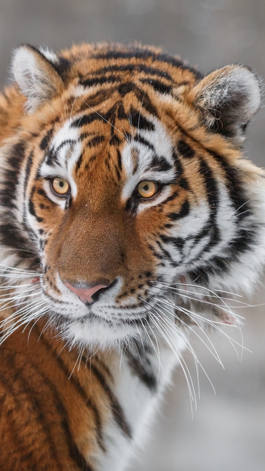 Descarga gratuita de fondo de pantalla para móvil de Animales, Gatos, Tigre.