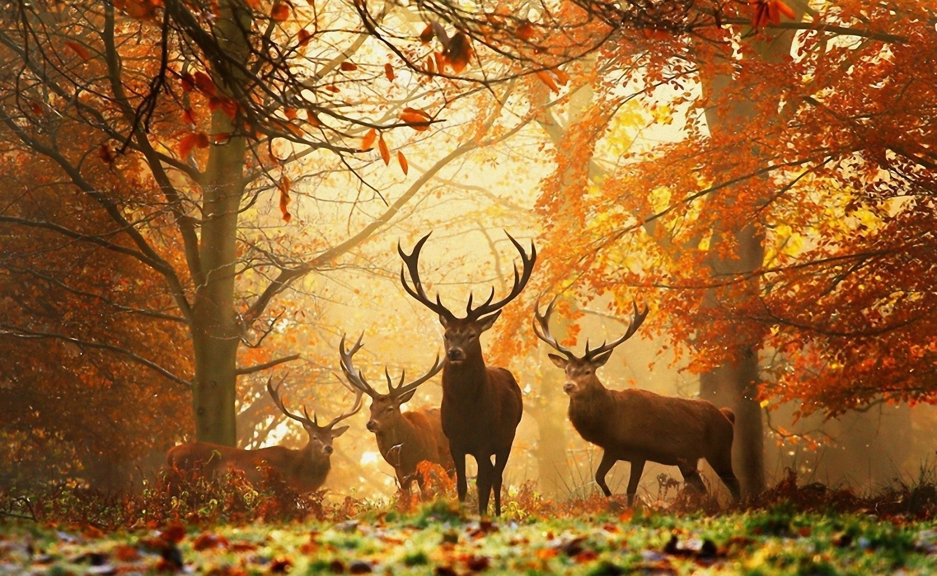 134274 descargar imagen otoño, animales, hierba, árboles, hojas, ciervos: fondos de pantalla y protectores de pantalla gratis