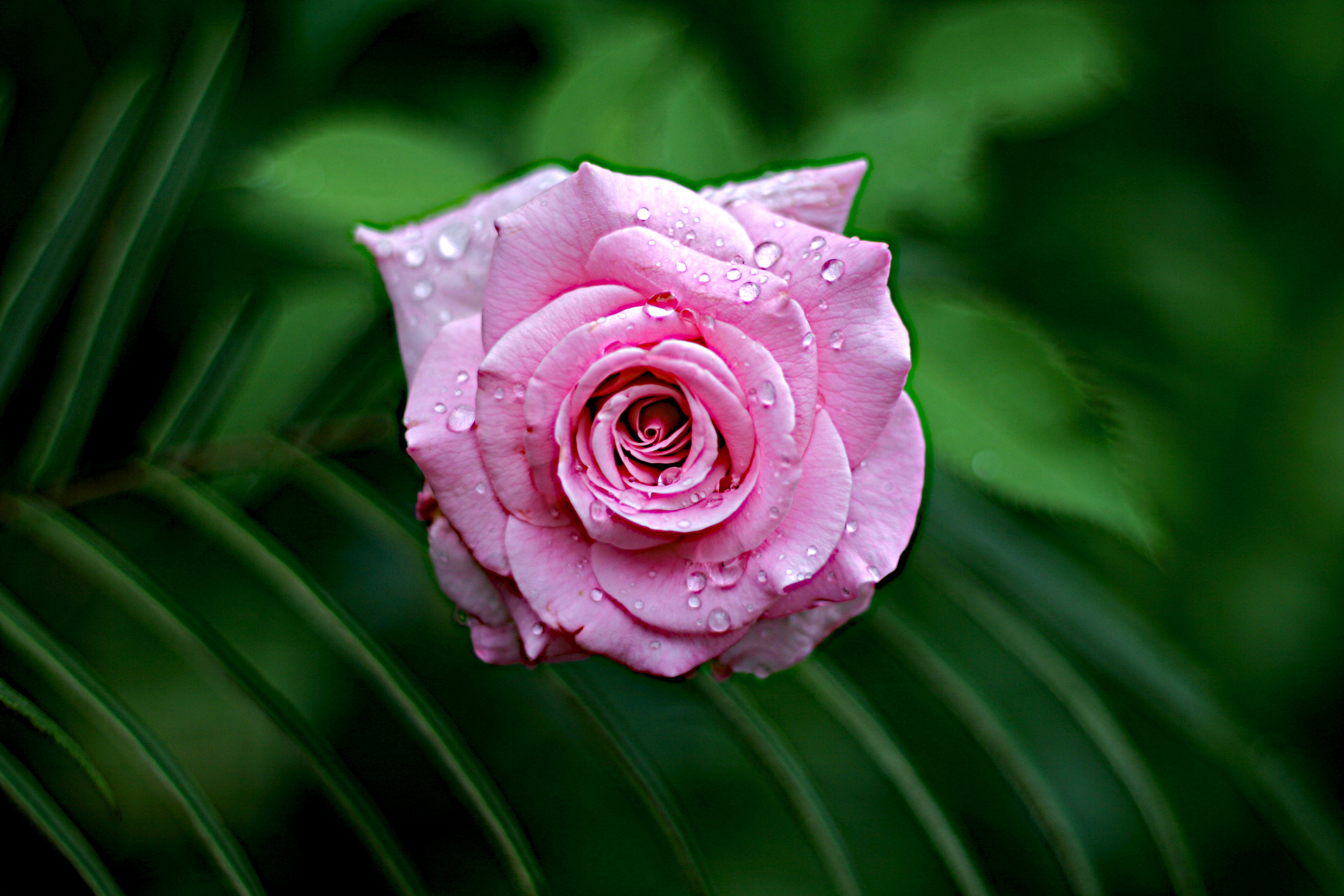 close up, rose flower, wet, drops, flowers, leaves, pink, rose, dew, to dissolve, blossom HD wallpaper